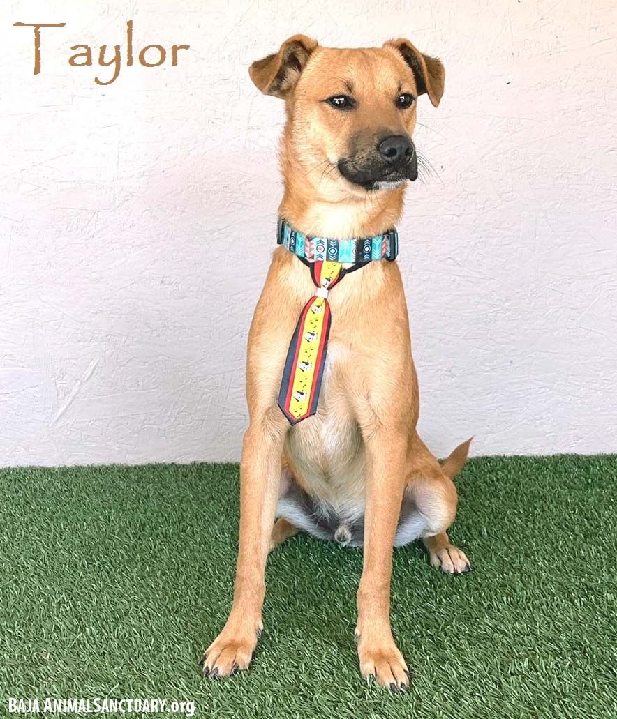 Taylor, a Adoptable mixed breed in San Diego, CA image 1/4