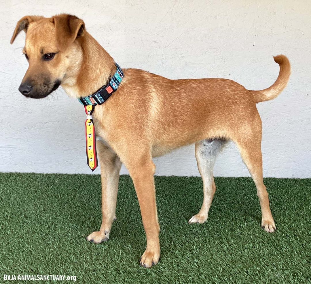 Taylor, a Adoptable mixed breed in San Diego, CA image 2/4
