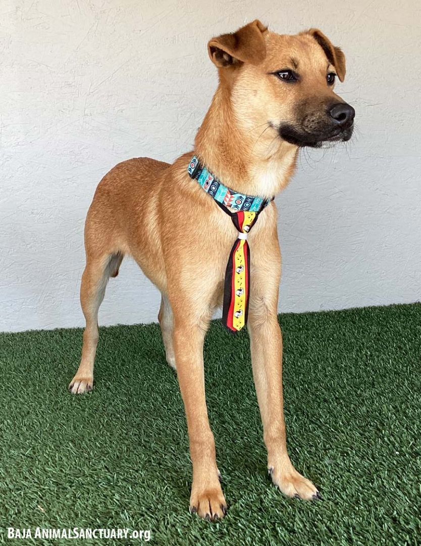 Taylor, a Adoptable mixed breed in San Diego, CA image 3/4