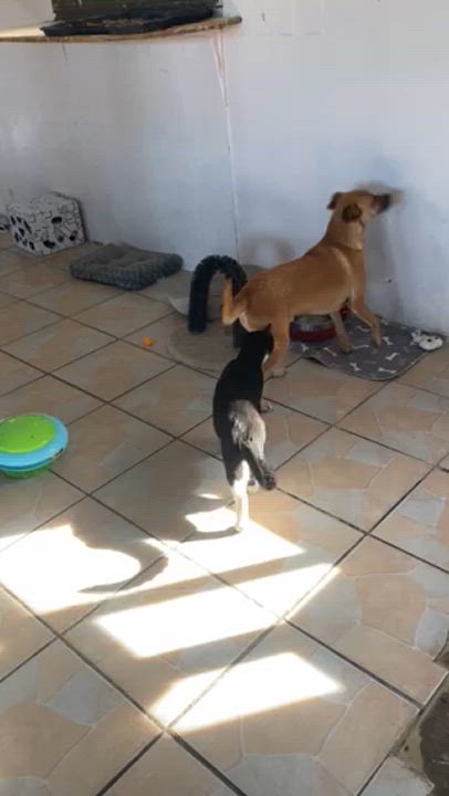 Enlarge Taylor, a Adoptable mixed breed in San Diego, CA video 4/4