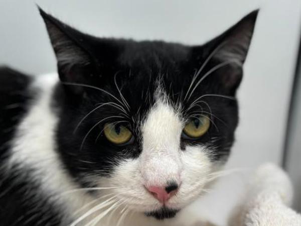 Paco, Adoptable, Adult Male Domestic Short Hair.