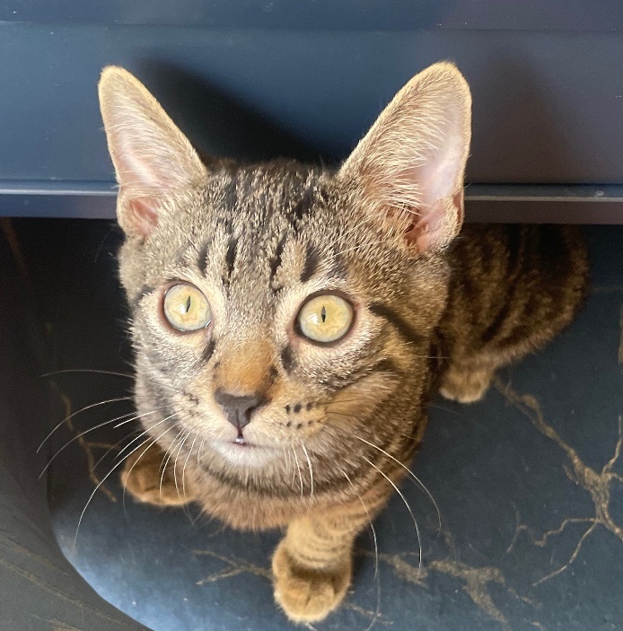 Ares, Adoptable, Young Male Domestic Short Hair.