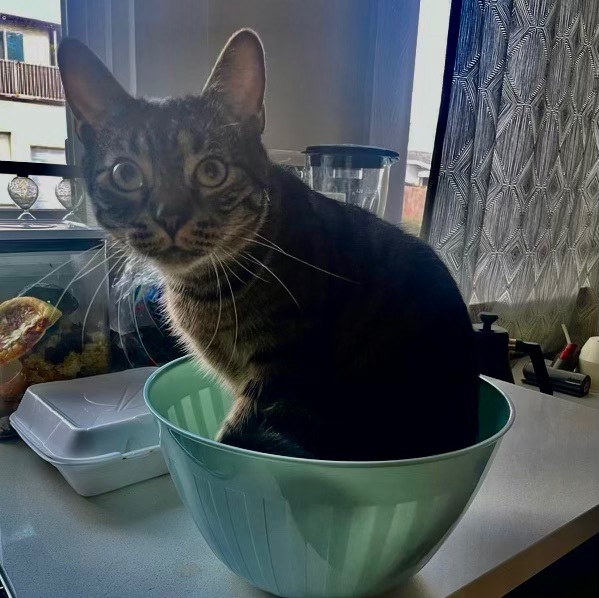 Enlarge Ares, a Adoptable Domestic Short Hair in Los Angeles, CA image 2/6