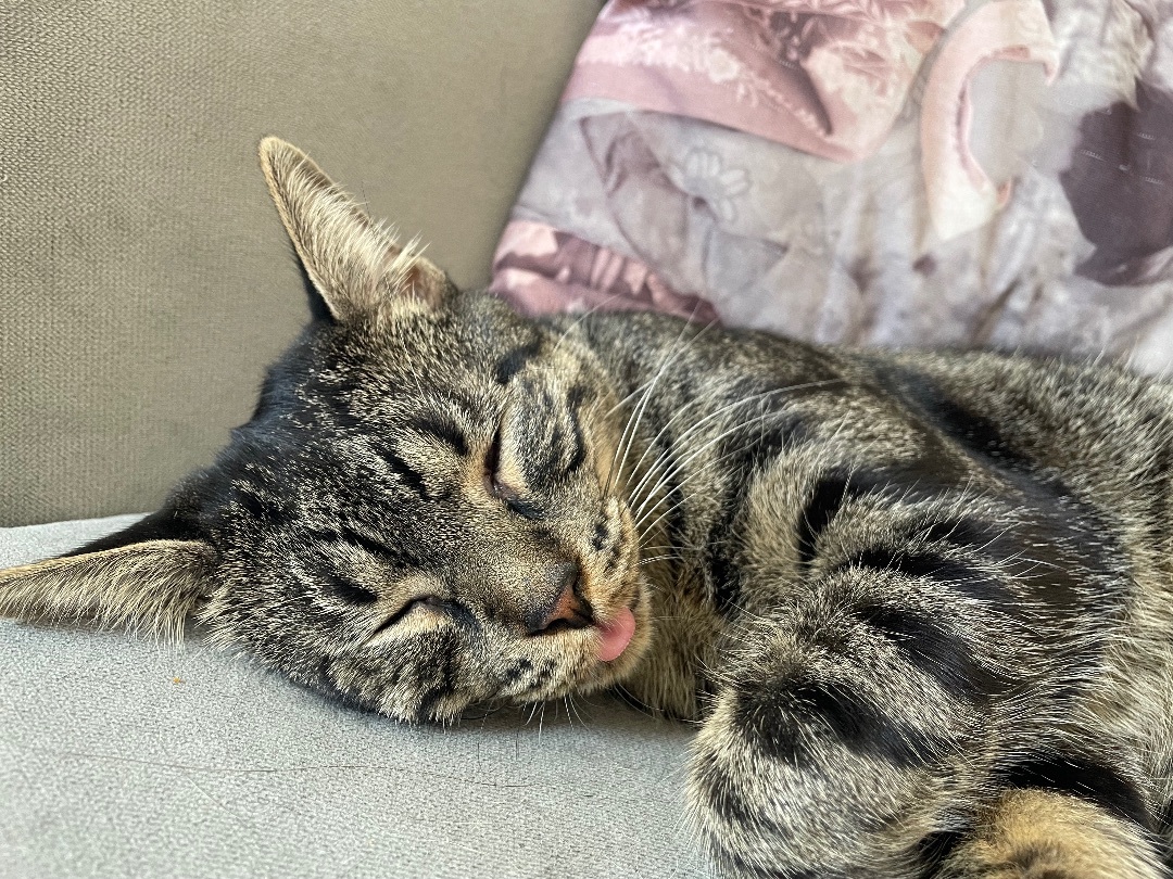 Enlarge Ares, a Adoptable Domestic Short Hair in Los Angeles, CA image 3/6