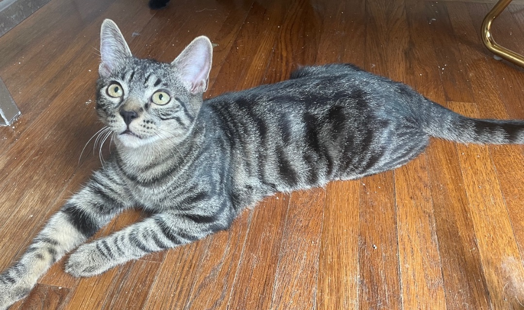 Enlarge Ares, a Adoptable Domestic Short Hair in Los Angeles, CA image 4/6