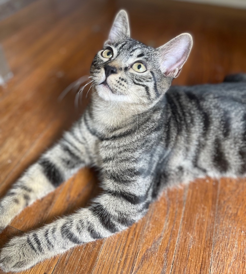 Enlarge Ares, a Adoptable Domestic Short Hair in Los Angeles, CA image 5/6