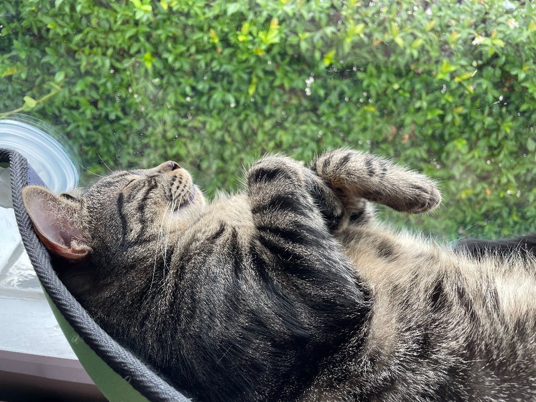 Enlarge Ares, a Adoptable Domestic Short Hair in Los Angeles, CA image 6/6