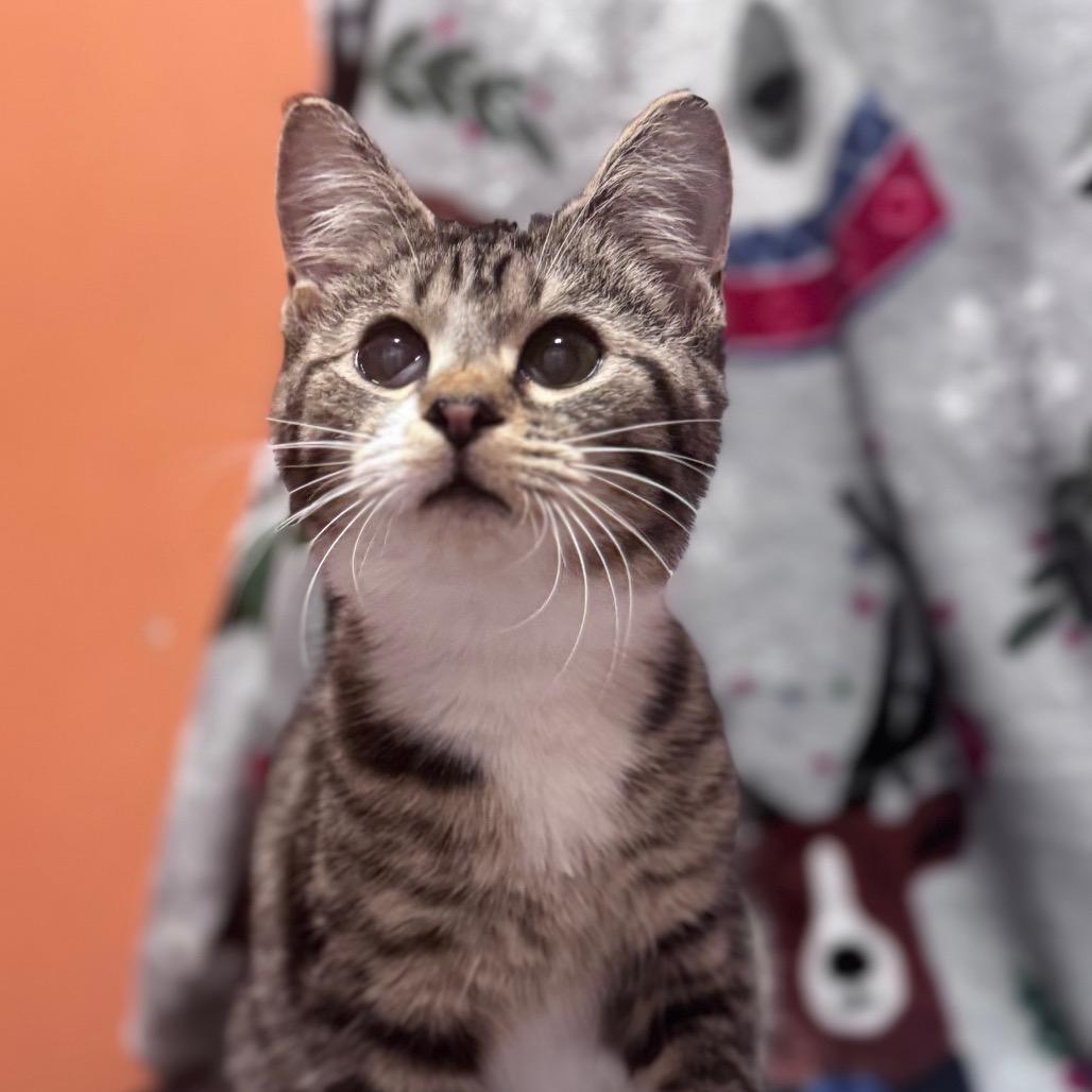 Ellie, Adoptable, Young Female Domestic Short Hair.