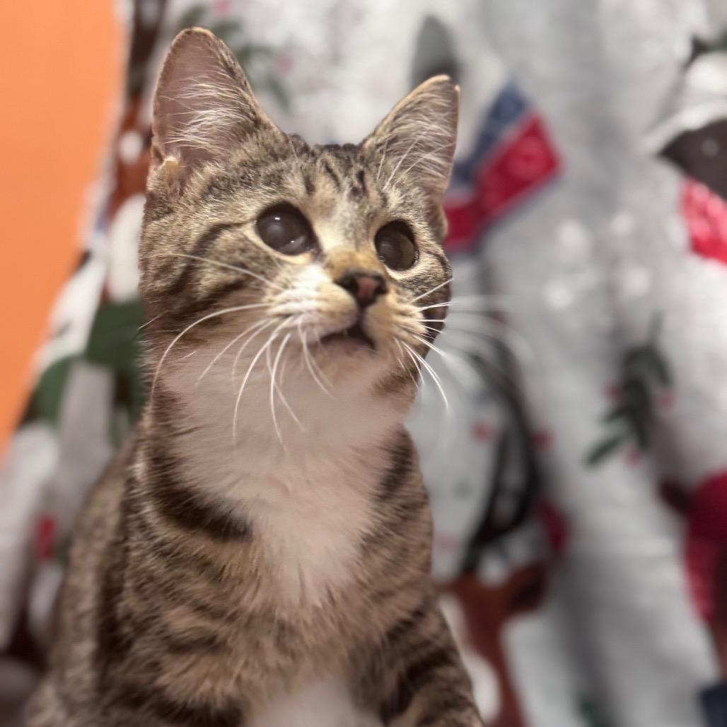 Ellie, a Adoptable Domestic Short Hair in Bottineau, ND image 2/4