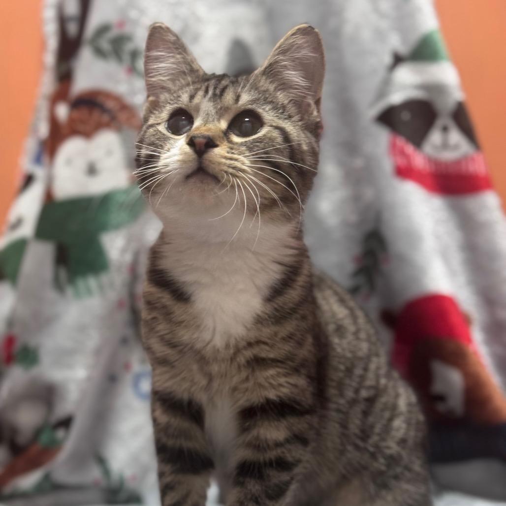 Ellie, a Adoptable Domestic Short Hair in Bottineau, ND image 3/4