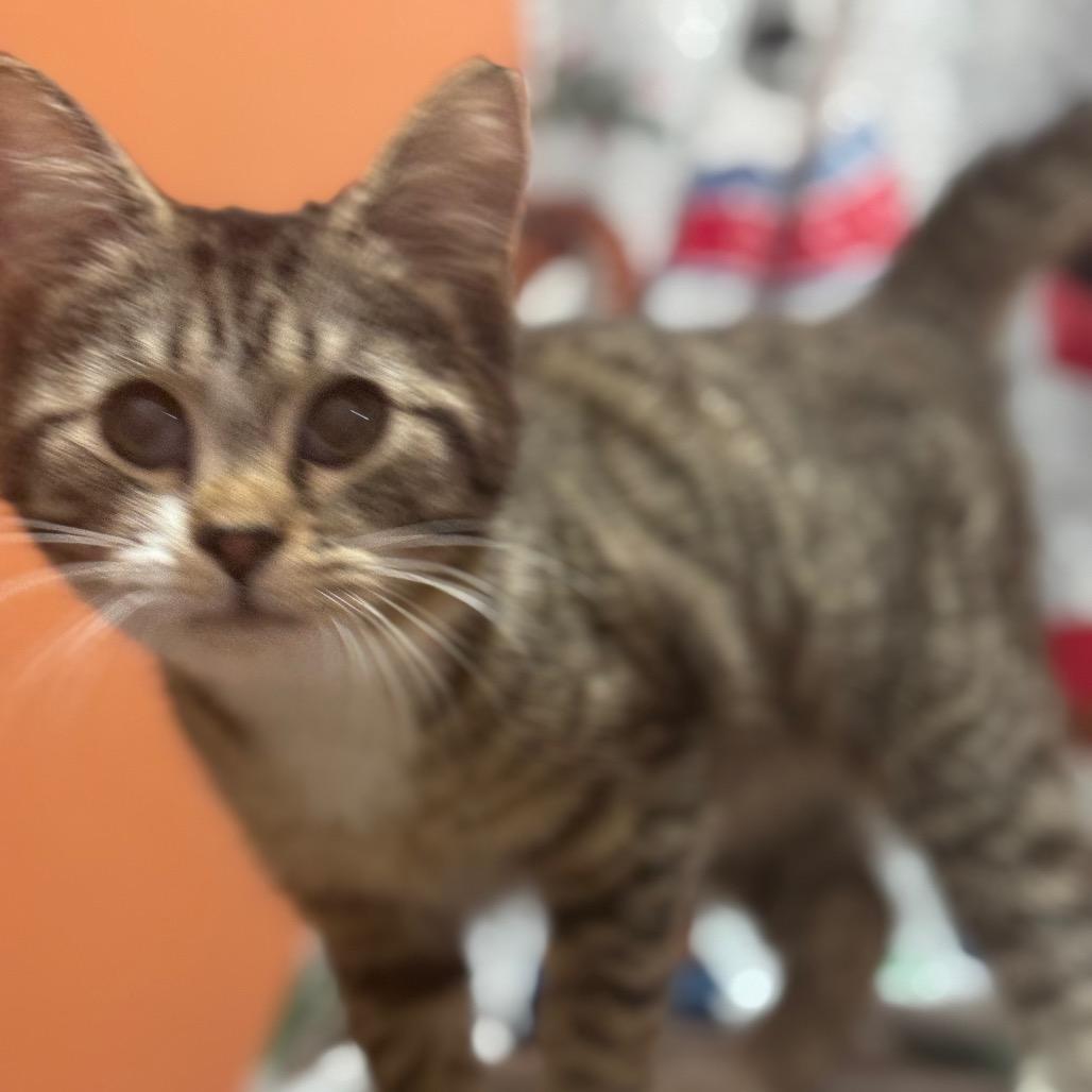 Ellie, a Adoptable Domestic Short Hair in Bottineau, ND image 4/4