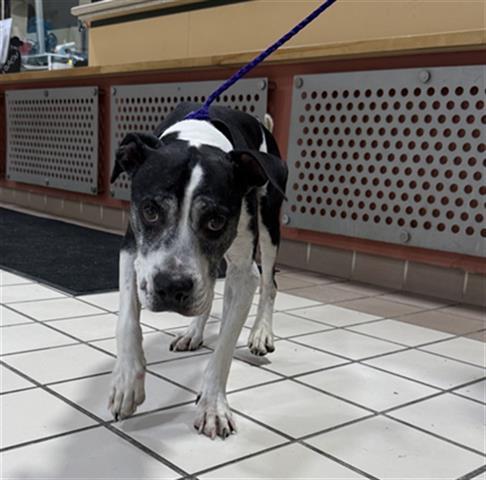 Enlarge BOWY, a Adoptable mixed breed in Dayton, OH image 2/2