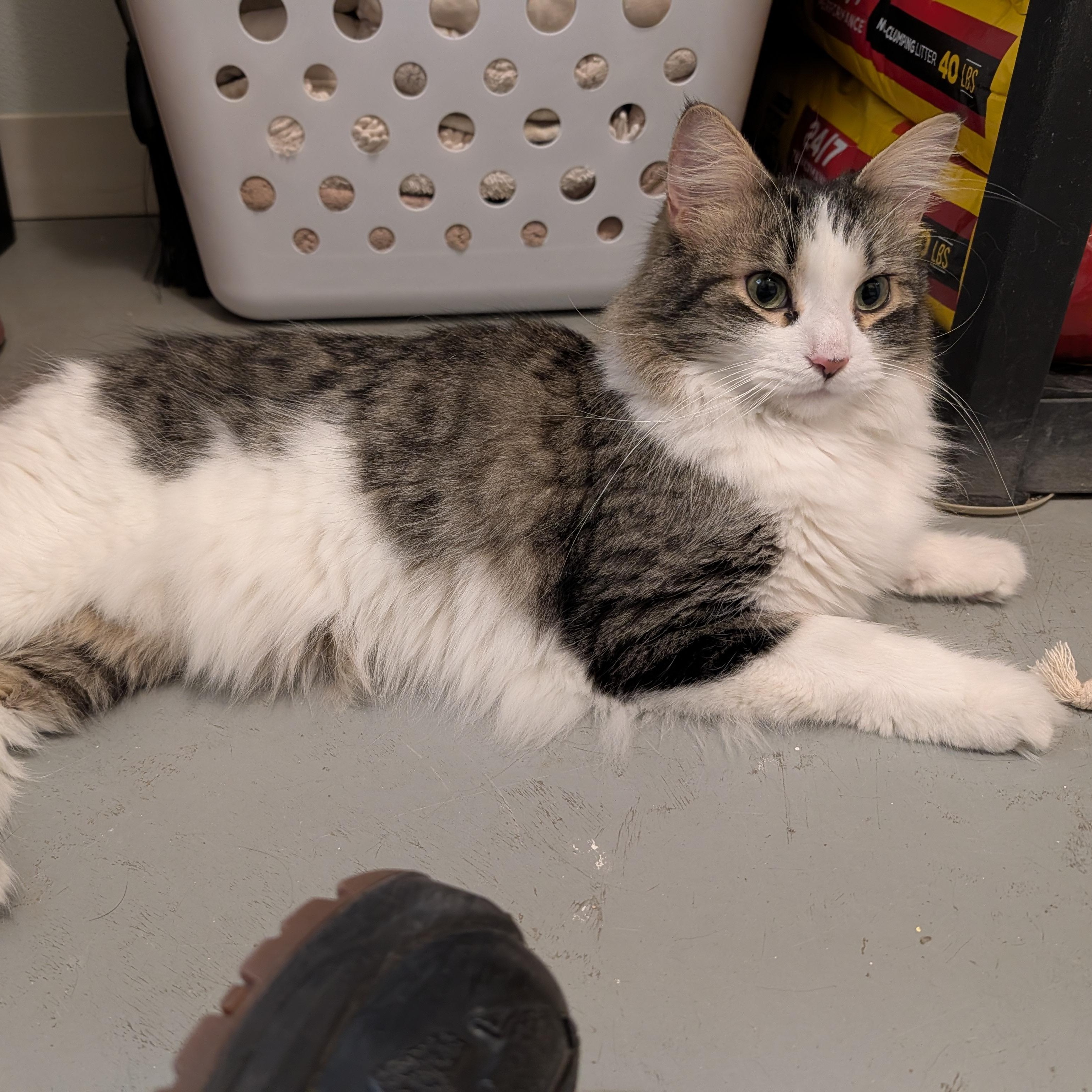 Enlarge Leo, an adoptable Domestic Long Hair in Manistique, MI image 2/3