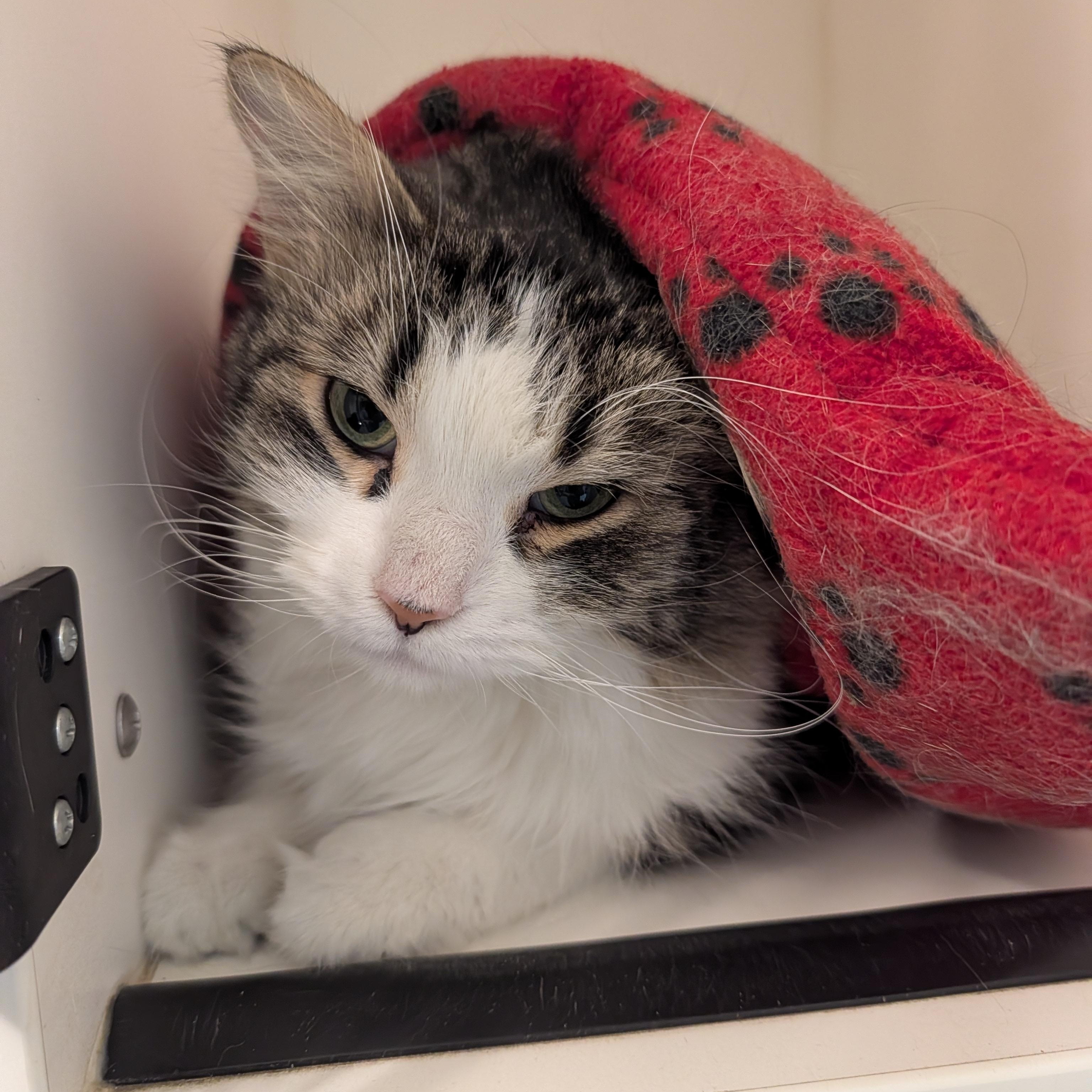 Enlarge Leo, a Adoptable Domestic Long Hair in Manistique, MI image 3/3