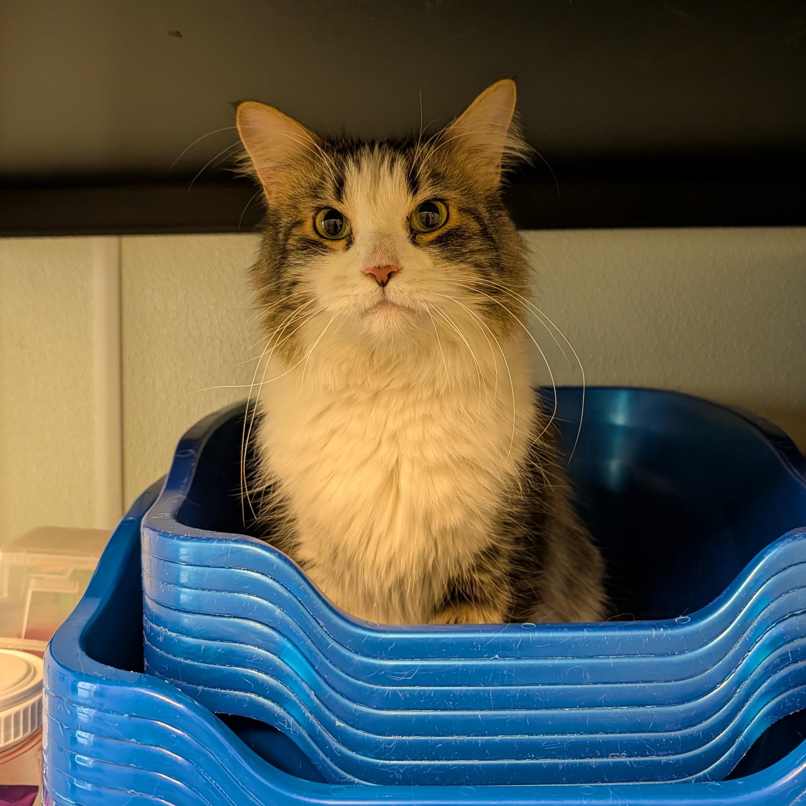 Enlarge Leo, a Adoptable Domestic Long Hair in Manistique, MI image 2/3