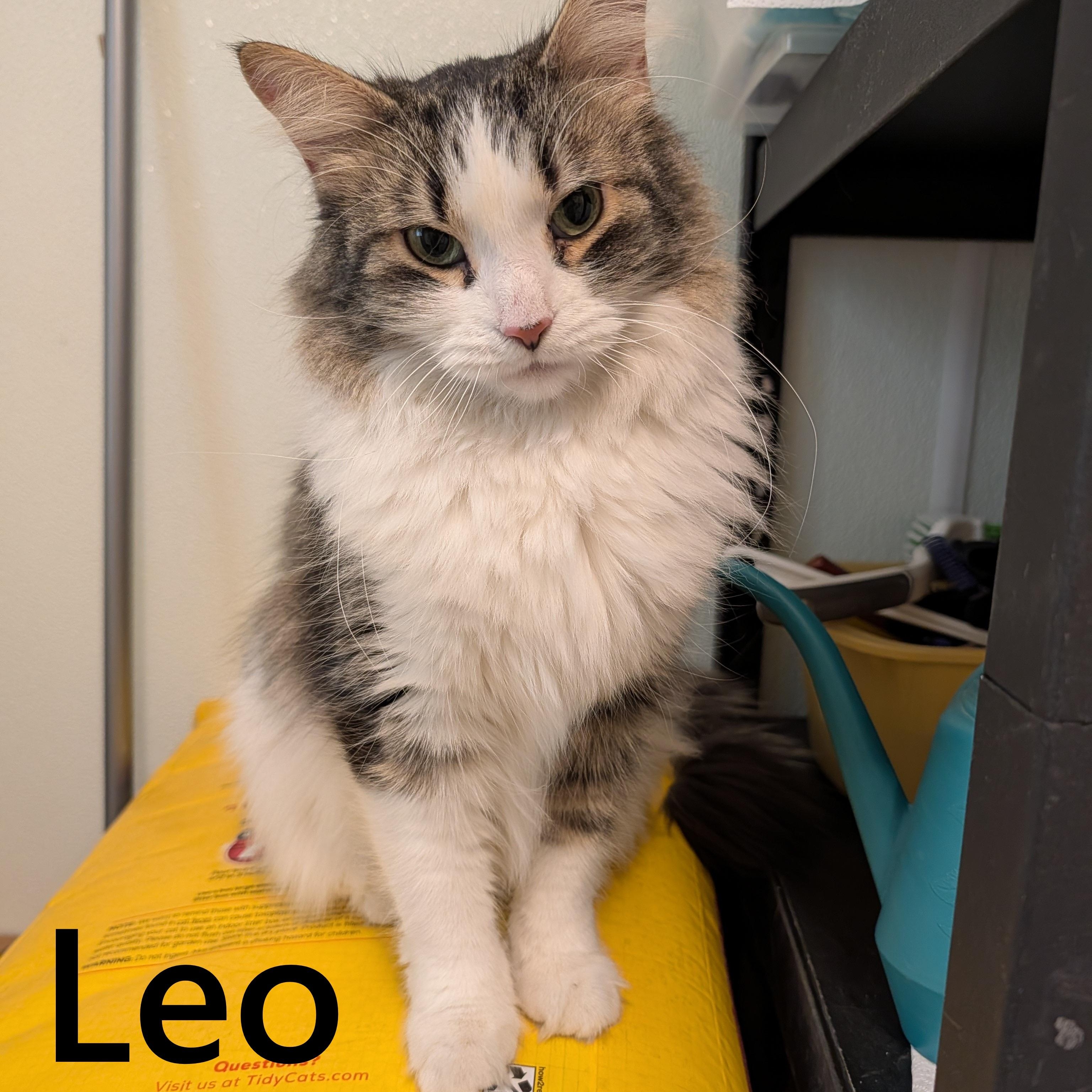 Leo, Adoptable, Adult Male Domestic Long Hair.
