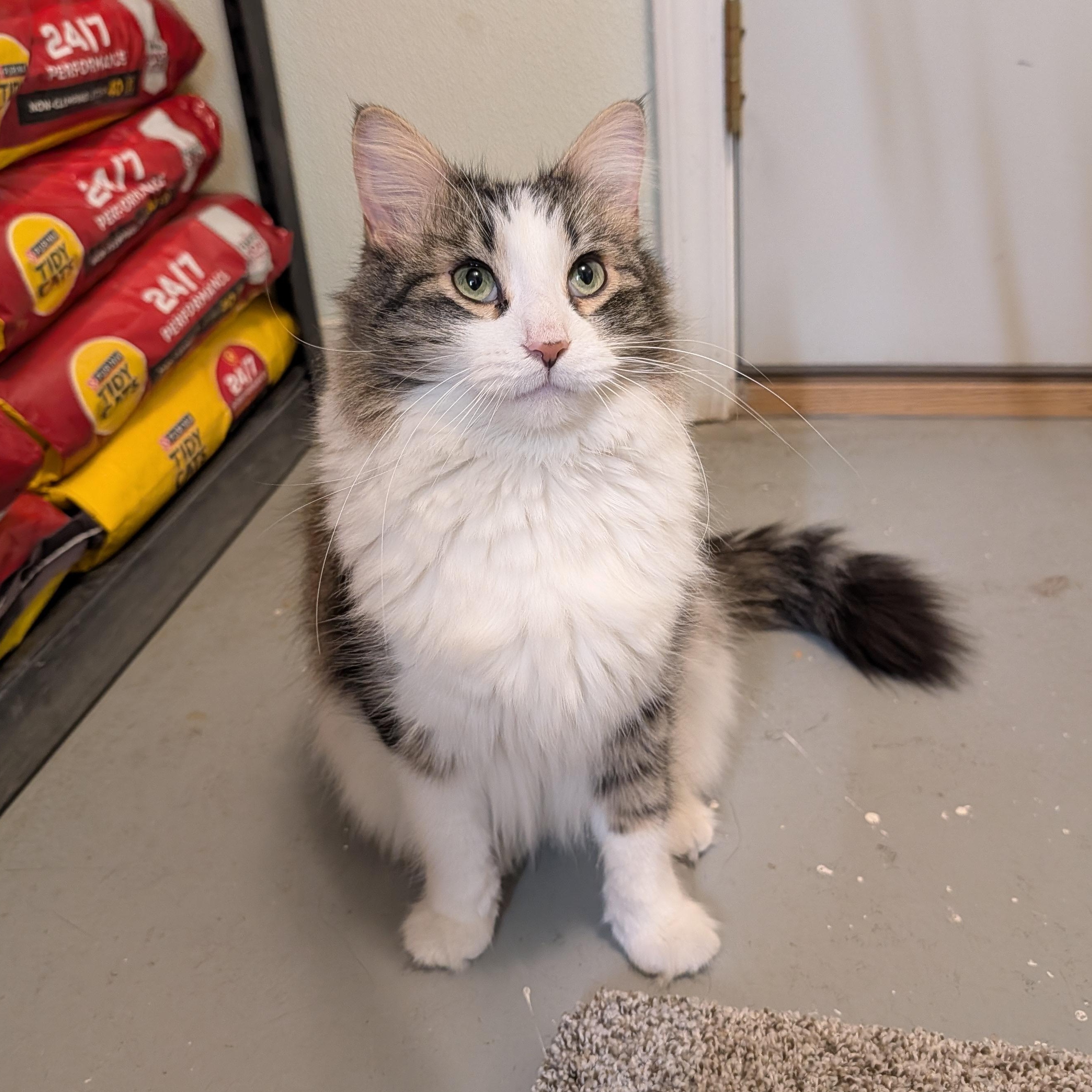 Leo, adoptable, Adult Male Domestic Long Hair.