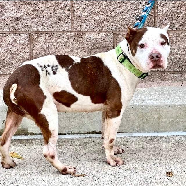 Dump, a Adoptable mixed breed in Ladson, SC image 2/5