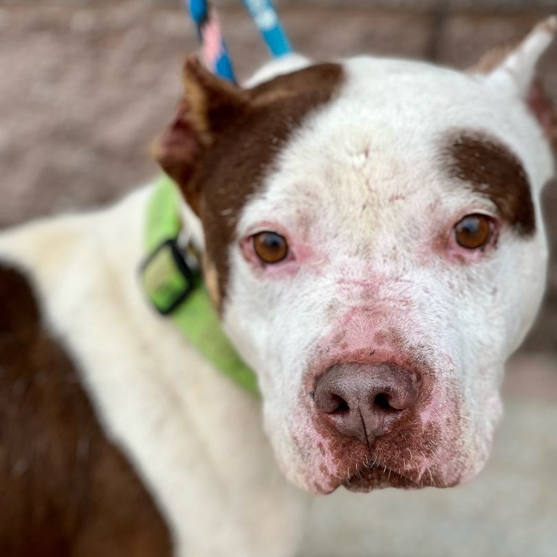 Dump, a Adoptable mixed breed in Ladson, SC image 1/5