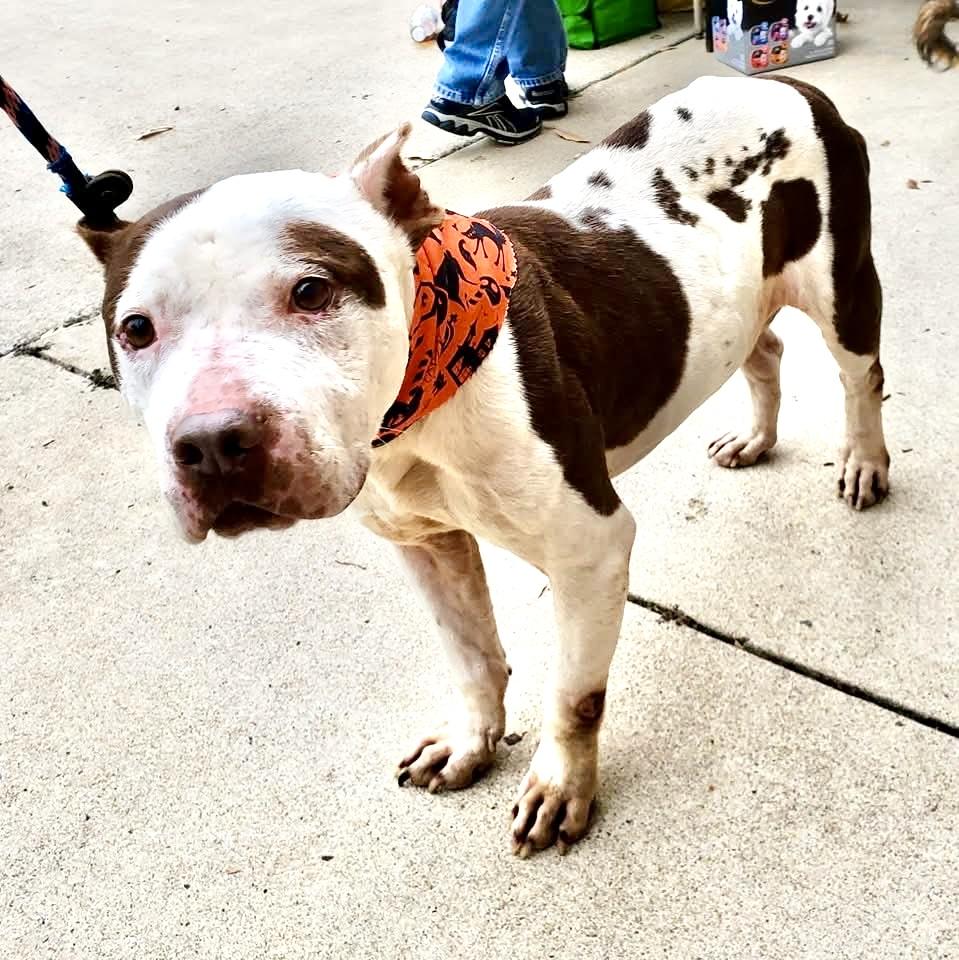 Dump, a Adoptable mixed breed in Ladson, SC image 5/5