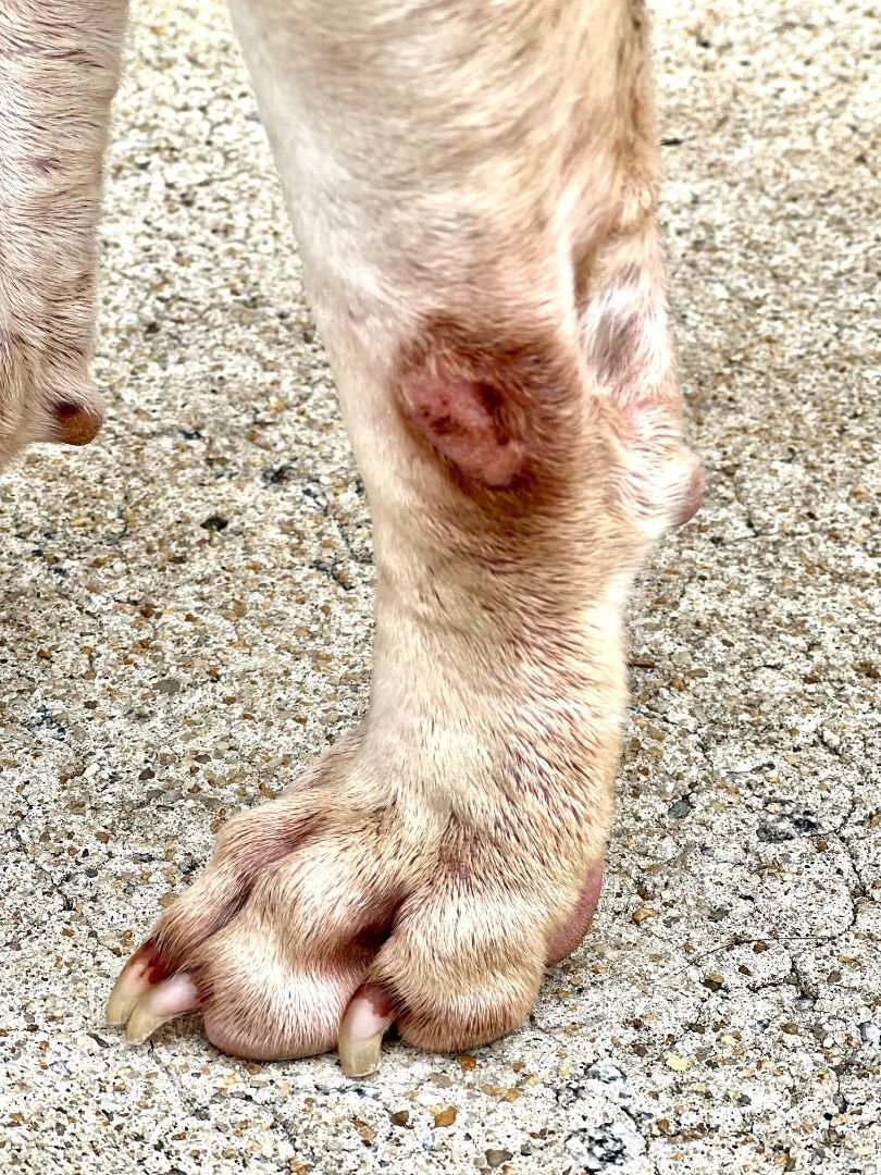 Dump, a Adoptable mixed breed in Ladson, SC image 4/5