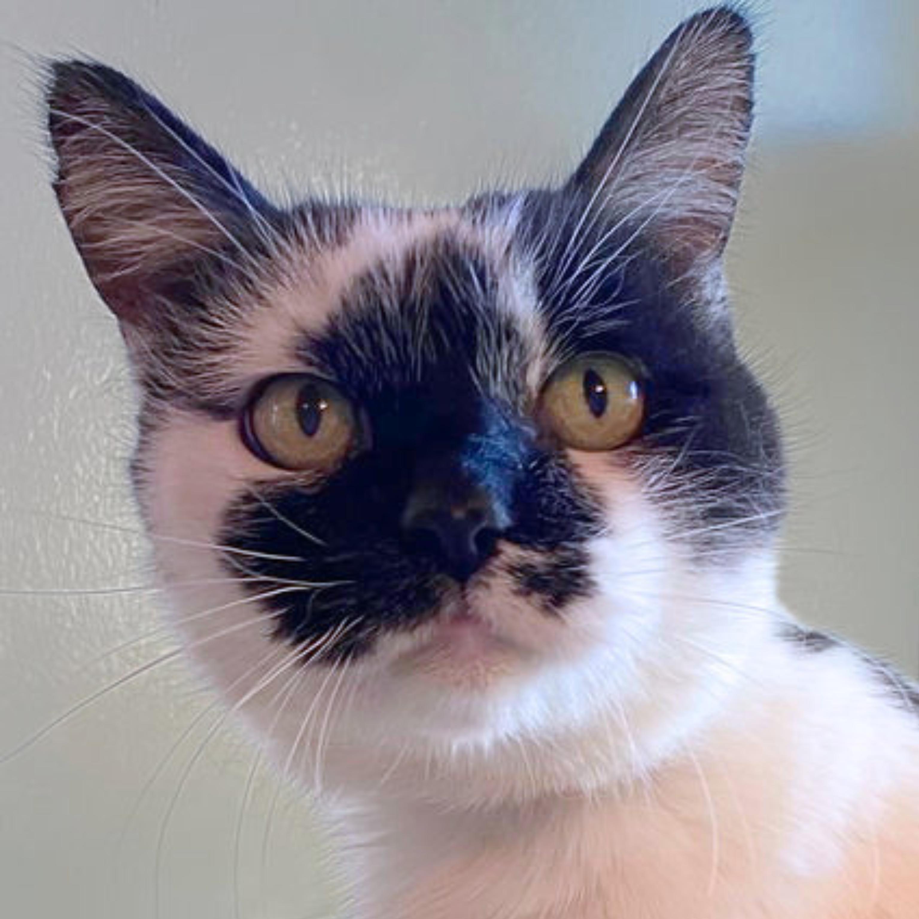 Nicolette [Permanent Foster], Adoptable, Senior Female Domestic Short Hair.