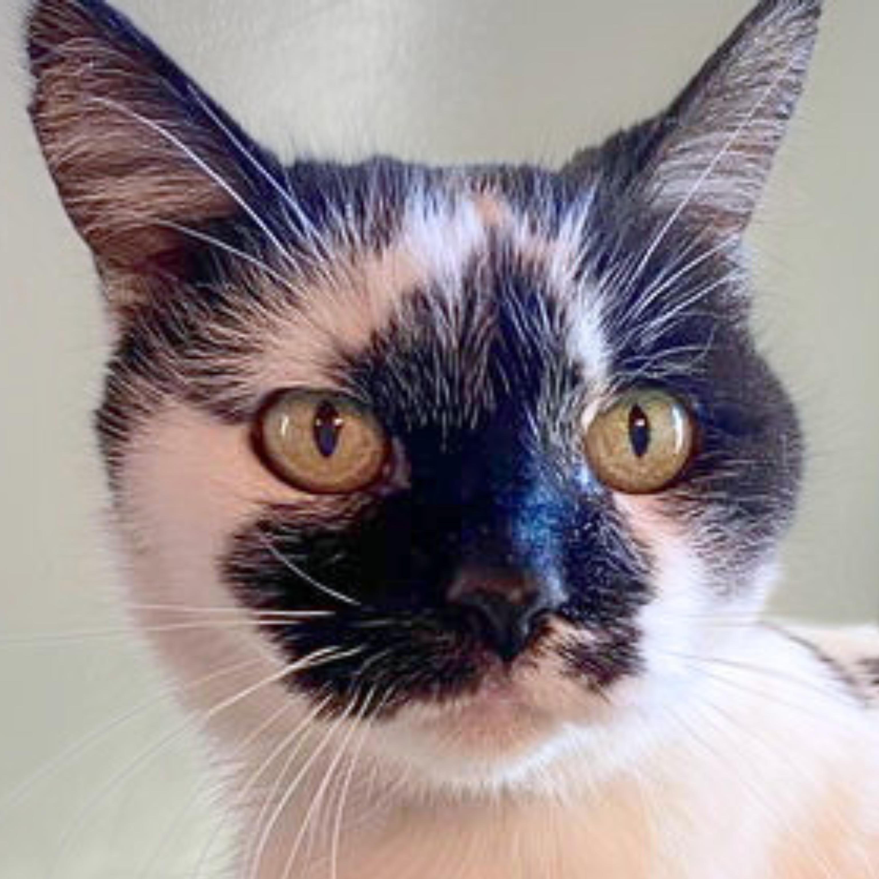 Enlarge Nicolette [Permanent Foster], a Adoptable mixed breed in Santa Fe, NM image 2/5
