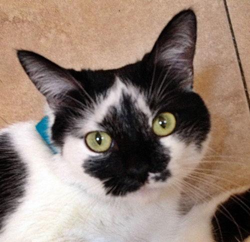 Enlarge Nicolette [Permanent Foster], a Adoptable mixed breed in Santa Fe, NM image 3/5