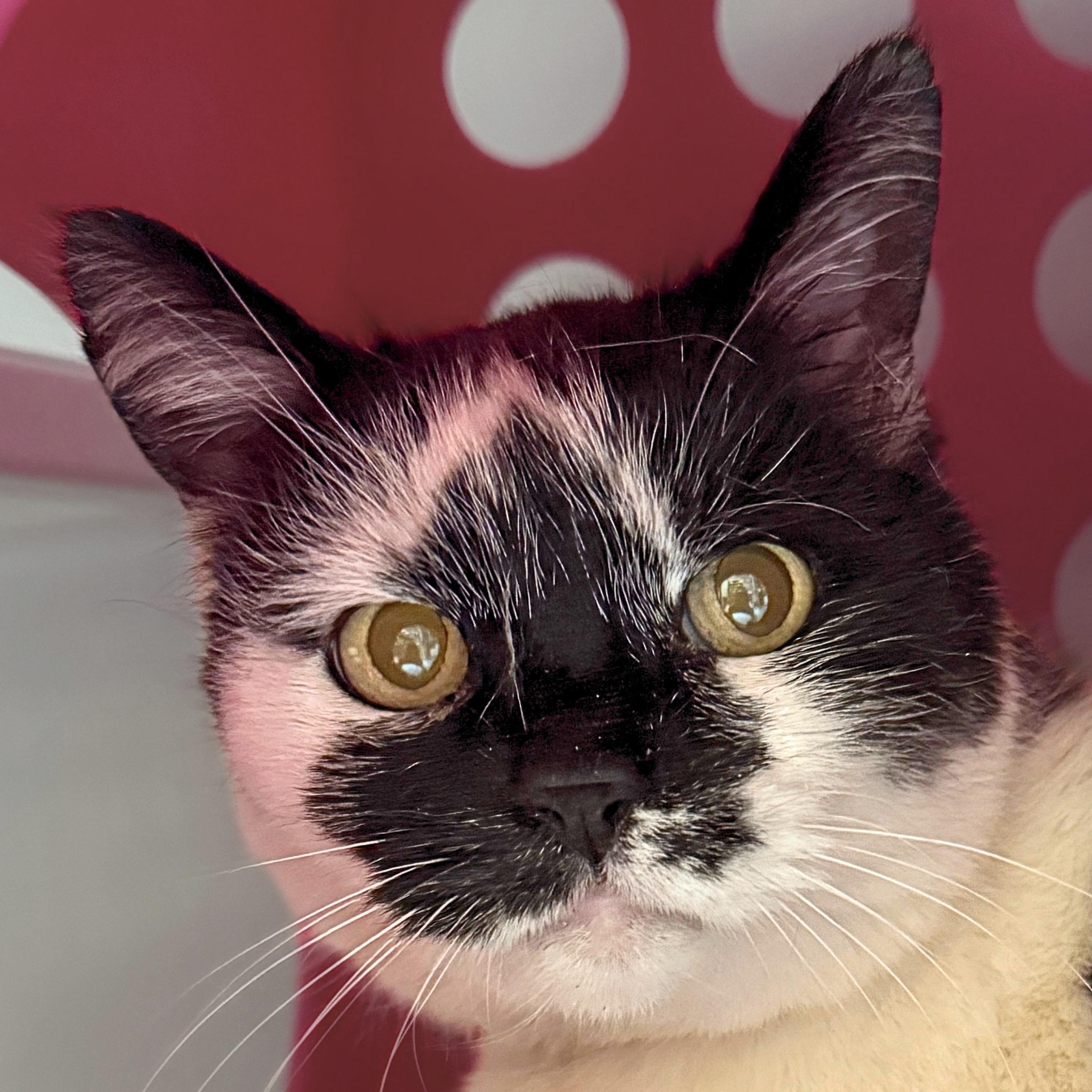 Enlarge Nicolette [Permanent Foster], a Adoptable mixed breed in Santa Fe, NM image 4/5