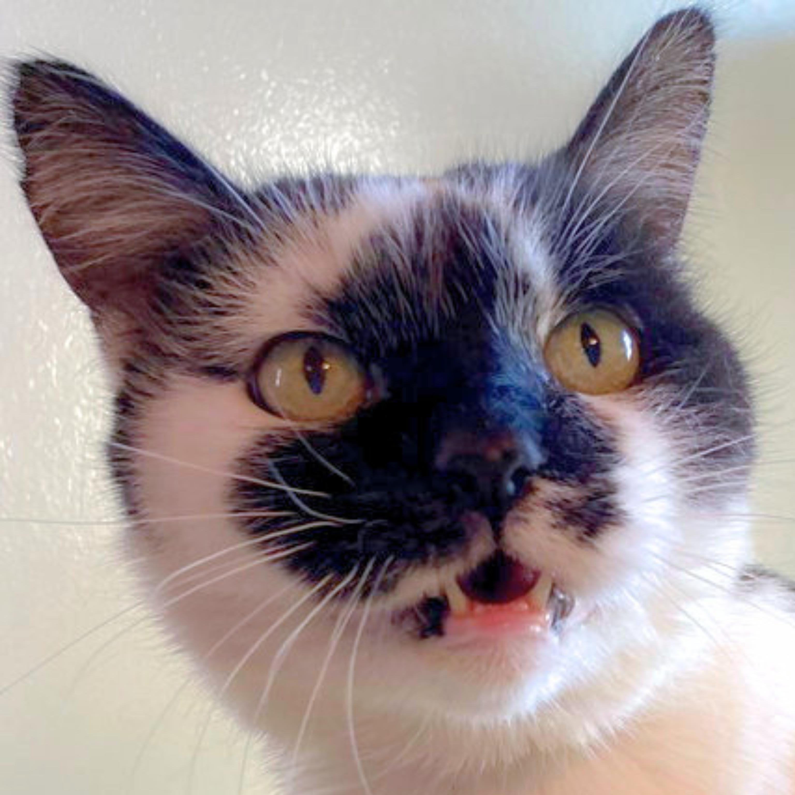 Enlarge Nicolette [Permanent Foster], a Adoptable mixed breed in Santa Fe, NM image 5/5
