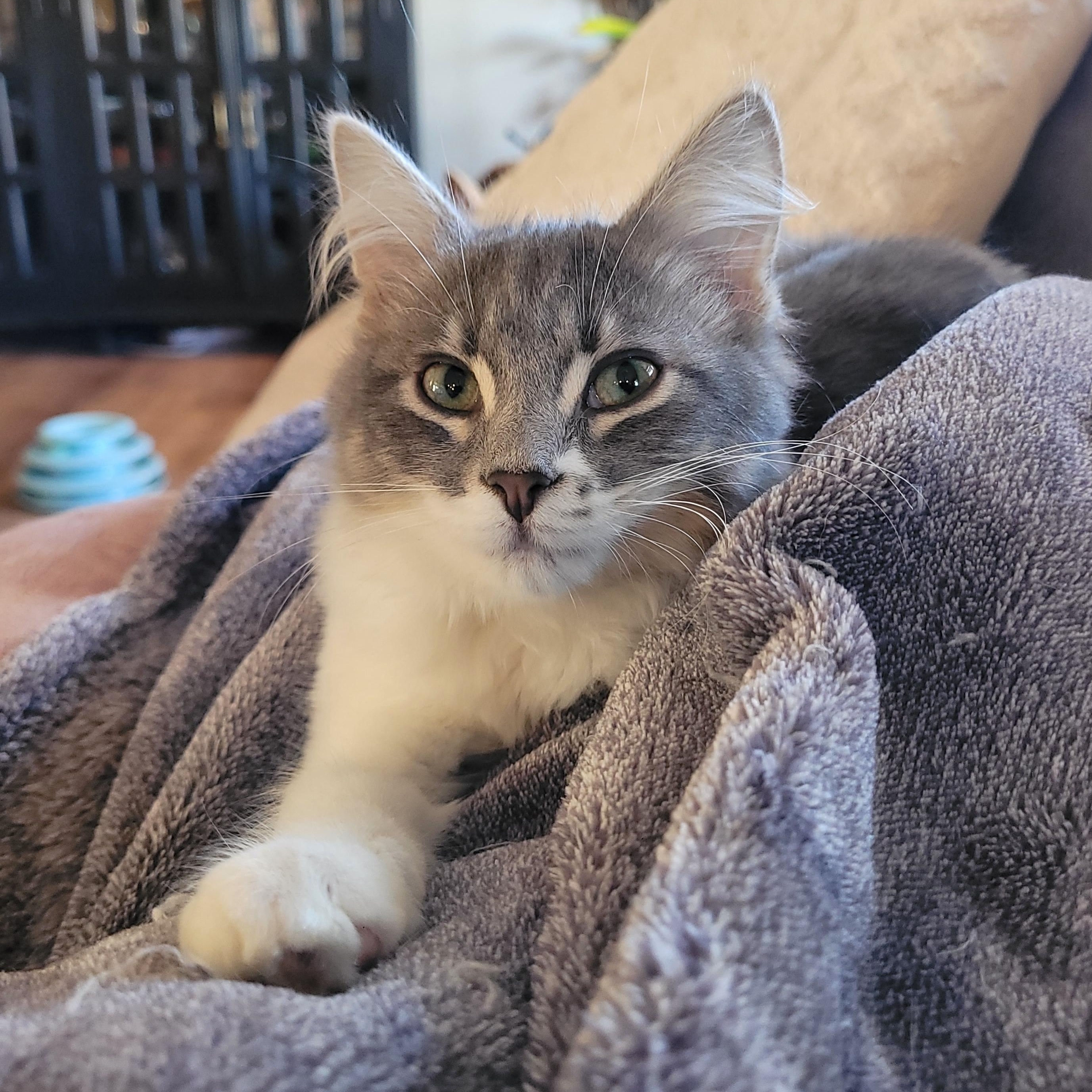 Enlarge Solomon, a Adopted Domestic Medium Hair in Whitestown, IN image 1/6