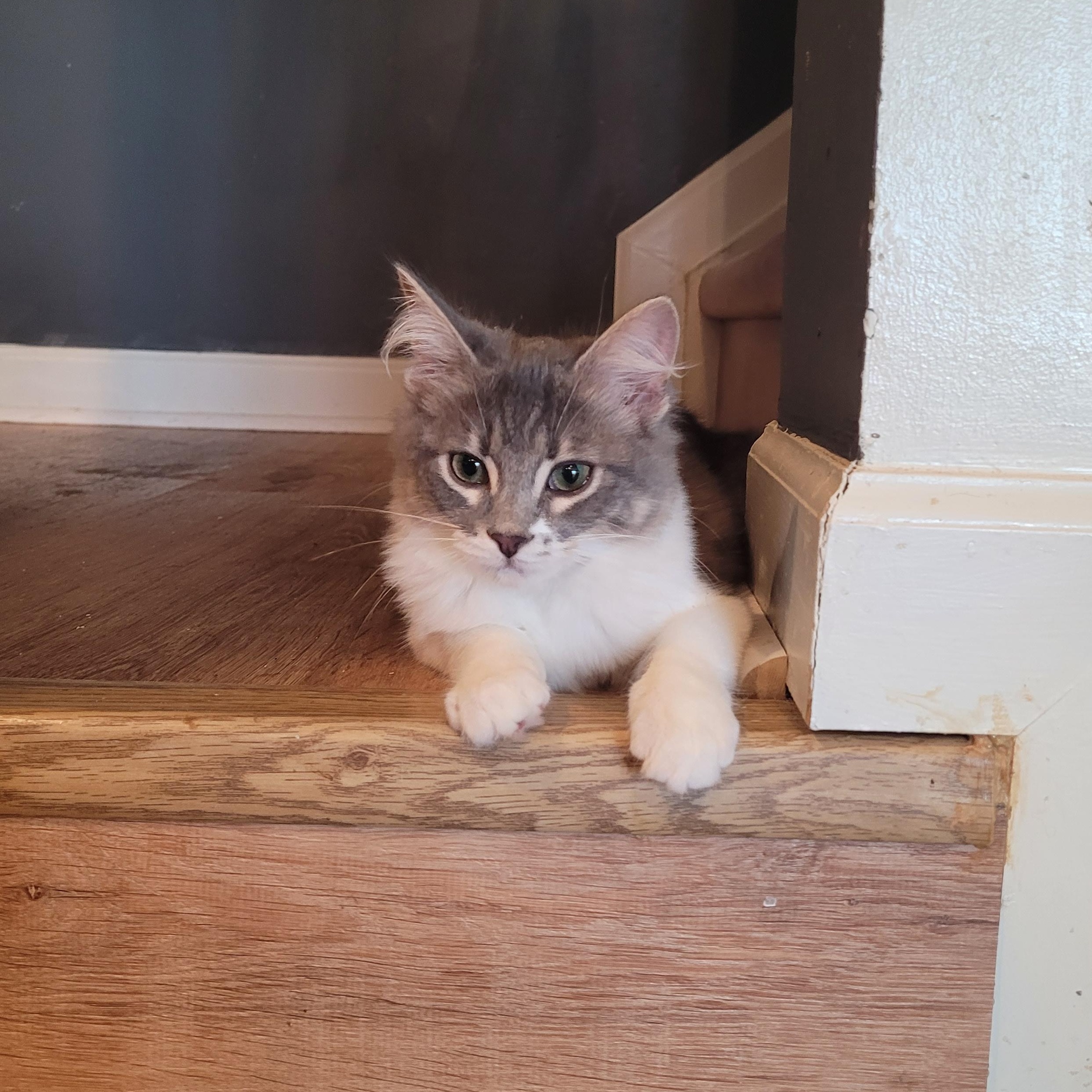 Enlarge Solomon, a Adopted Domestic Medium Hair in Whitestown, IN image 3/6