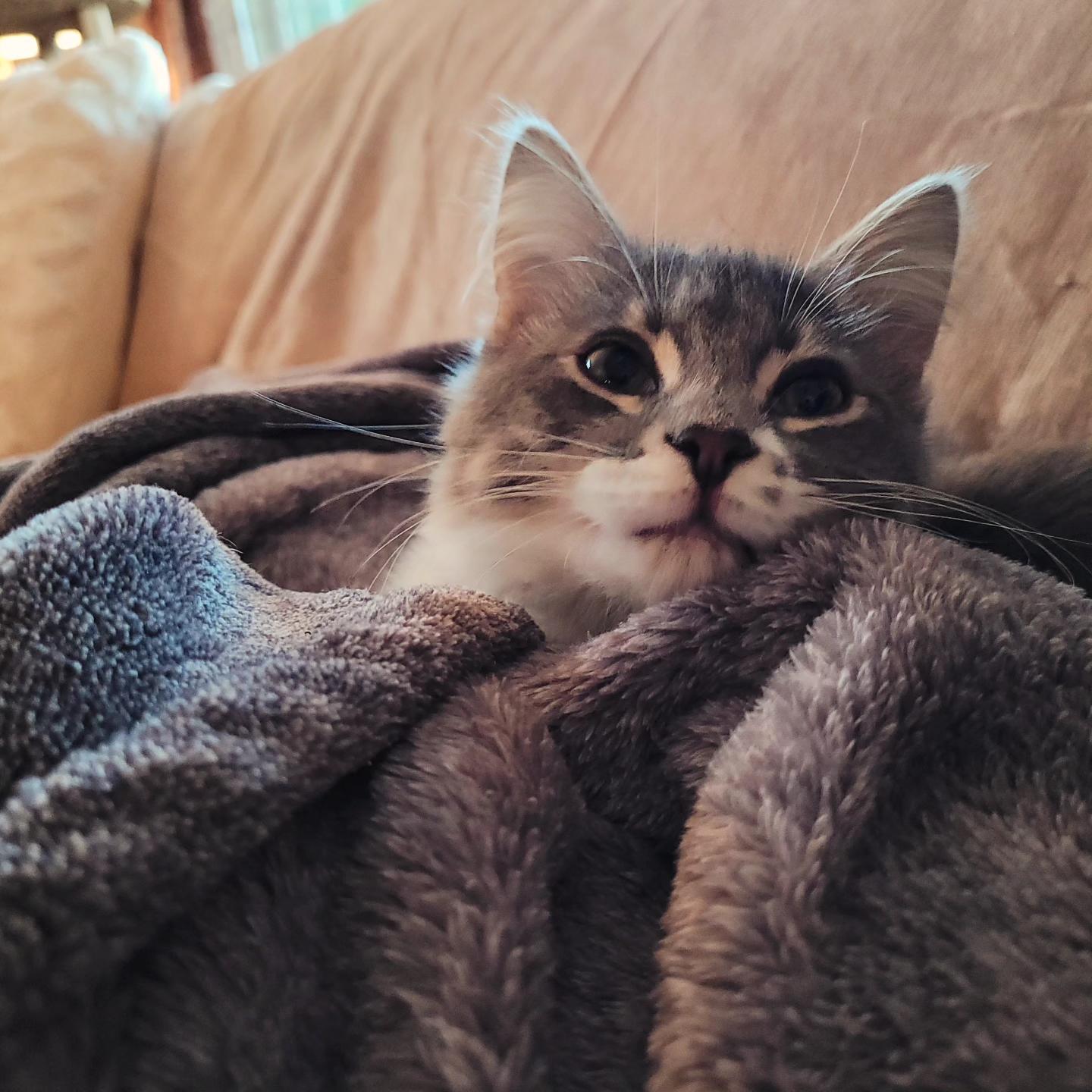 Enlarge Solomon, a Adopted Domestic Medium Hair in Whitestown, IN image 4/6