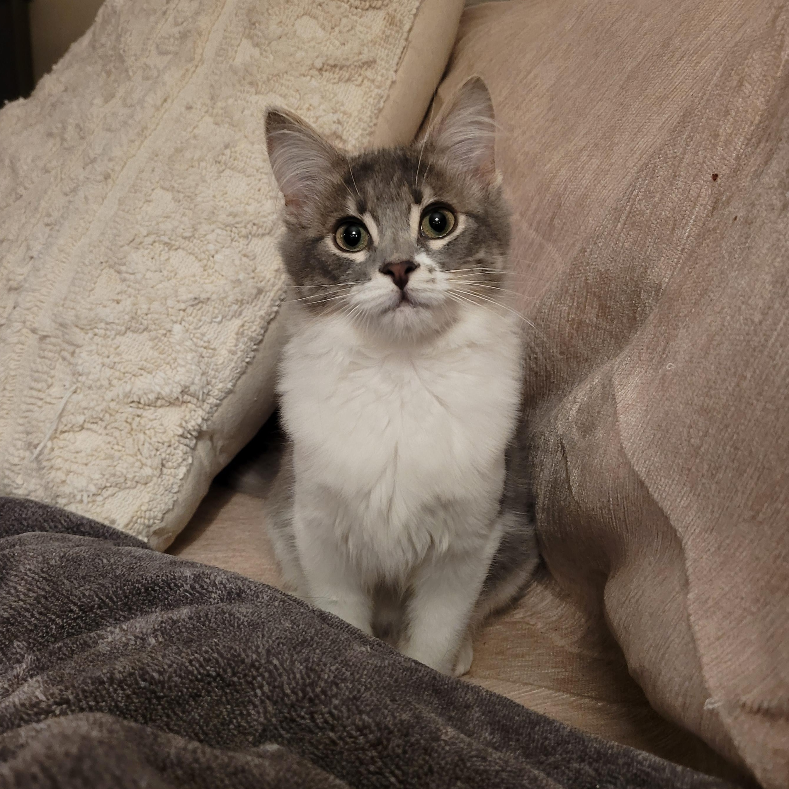 Enlarge Solomon, a Adopted Domestic Medium Hair in Whitestown, IN image 6/6