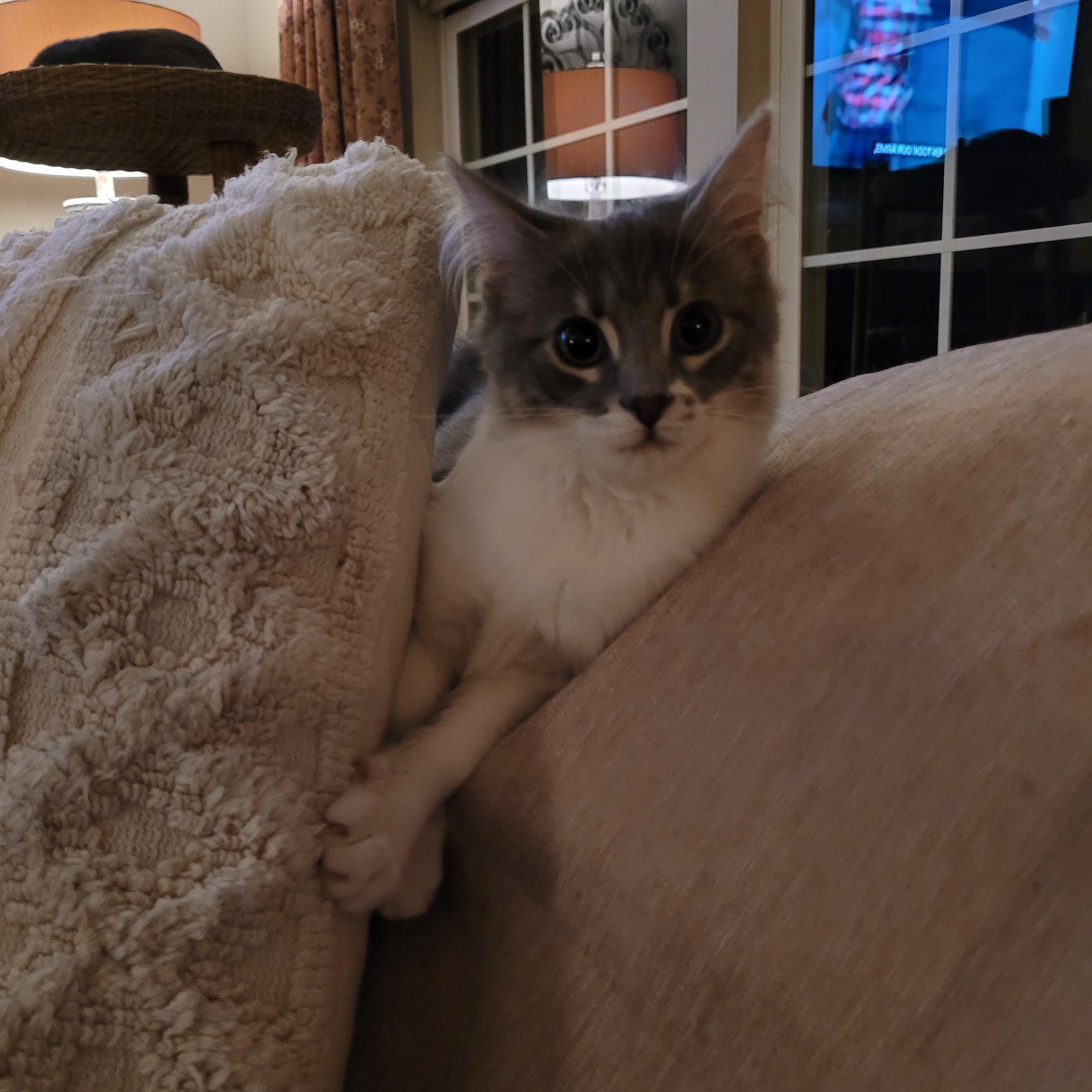 Enlarge Solomon, a Adopted Domestic Medium Hair in Whitestown, IN image 5/6