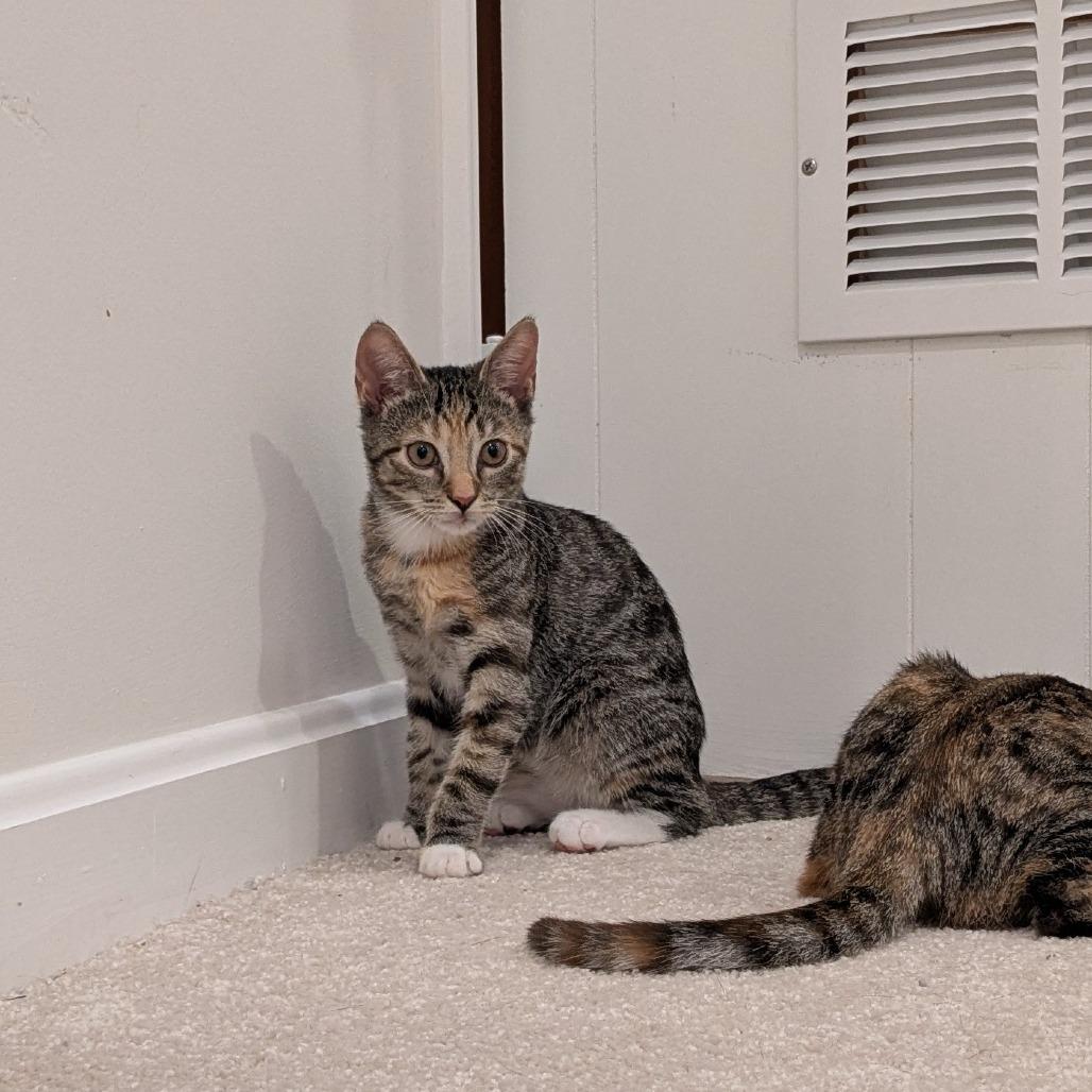Enlarge Dolly in Halethorpe, MD, a Adoptable Domestic Short Hair in Baltimore, MD image 1/4