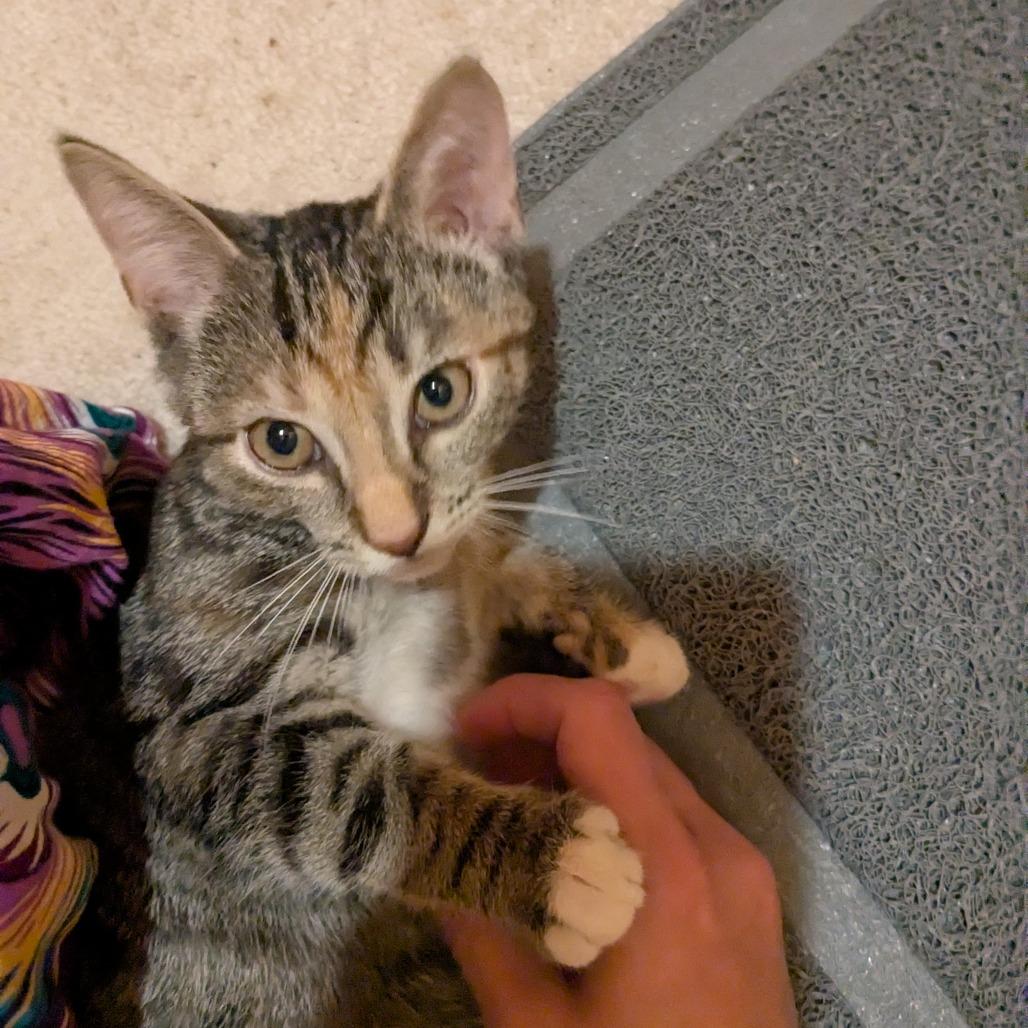 Enlarge Dolly in Halethorpe, MD, a Adoptable Domestic Short Hair in Baltimore, MD image 2/4