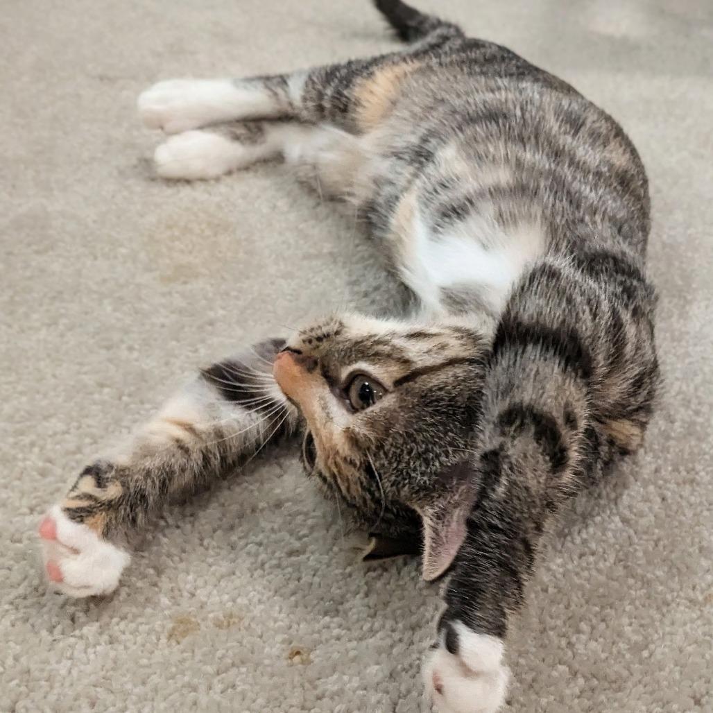 Enlarge Dolly in Halethorpe, MD, a Adoptable Domestic Short Hair in Baltimore, MD image 3/4