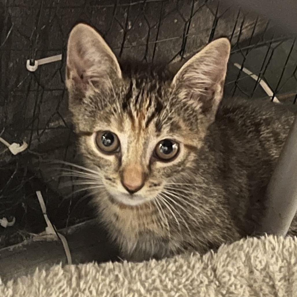 Enlarge Dolly in Halethorpe, MD, a Adoptable Domestic Short Hair in Baltimore, MD image 4/4