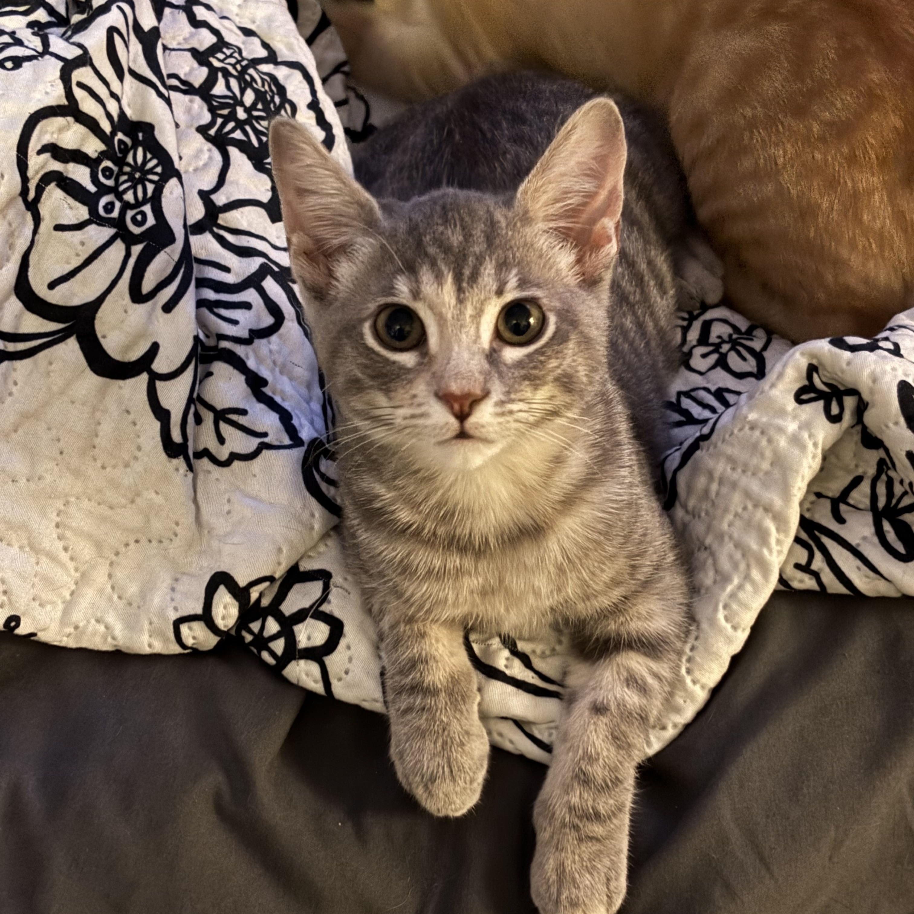 Enlarge Chyna M., a ADOPTABLE Tabby in Sacramento, CA image 1/1