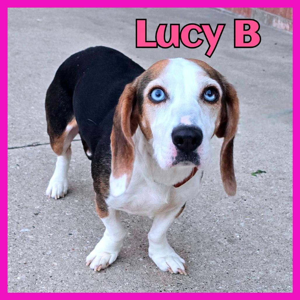 Lucy B, a Adoptable Mixed Breed in Joliet, IL image 2/2