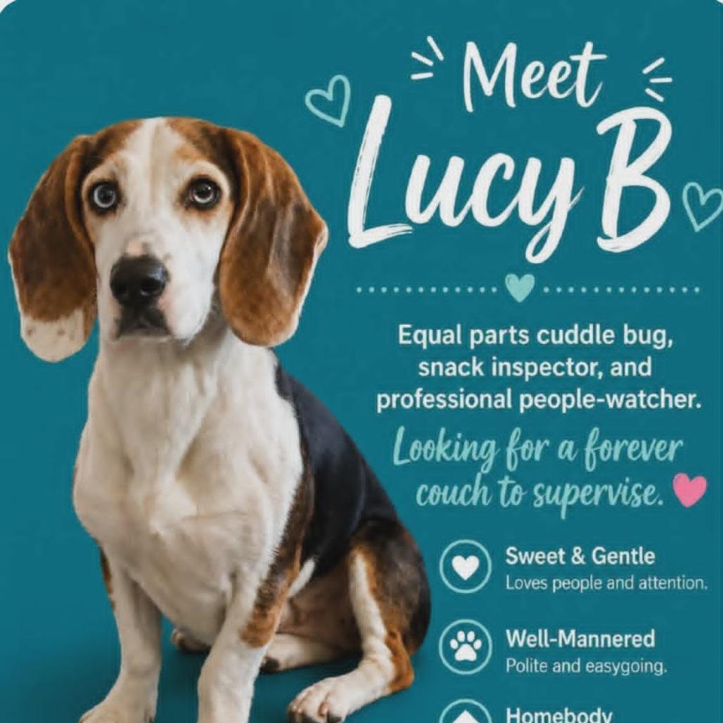 Lucy B, Adoptable, Adult Female Mixed Breed.