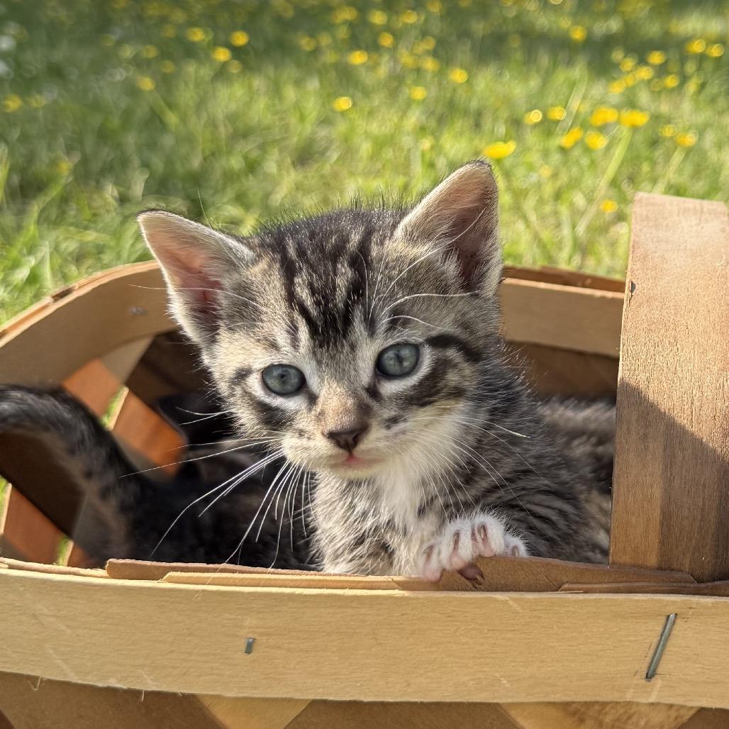 Clementine, Adoptable, Kitten Female Domestic Short Hair.