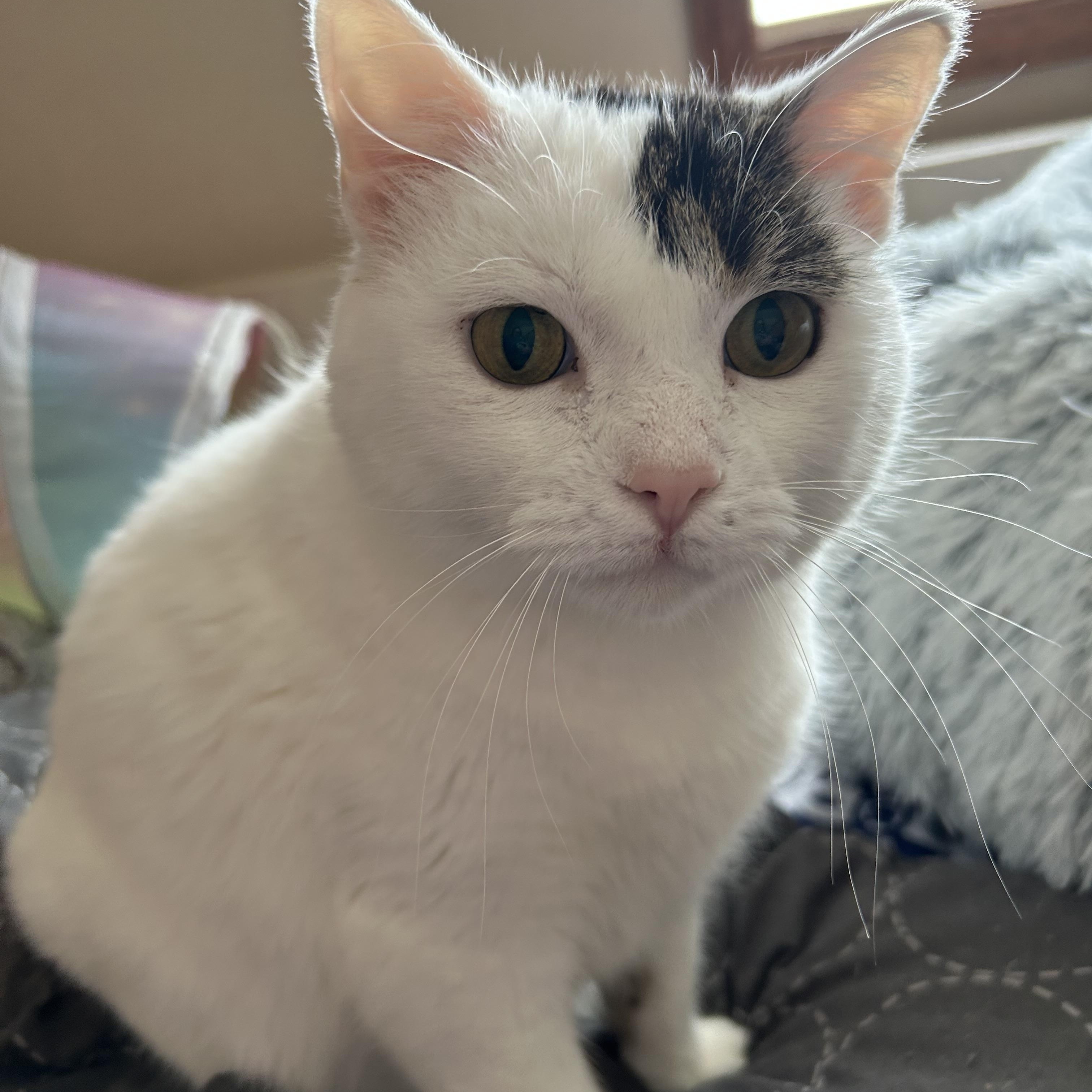 Enlarge BB, a Adoptable Domestic Short Hair in Rice, MN image 1/6