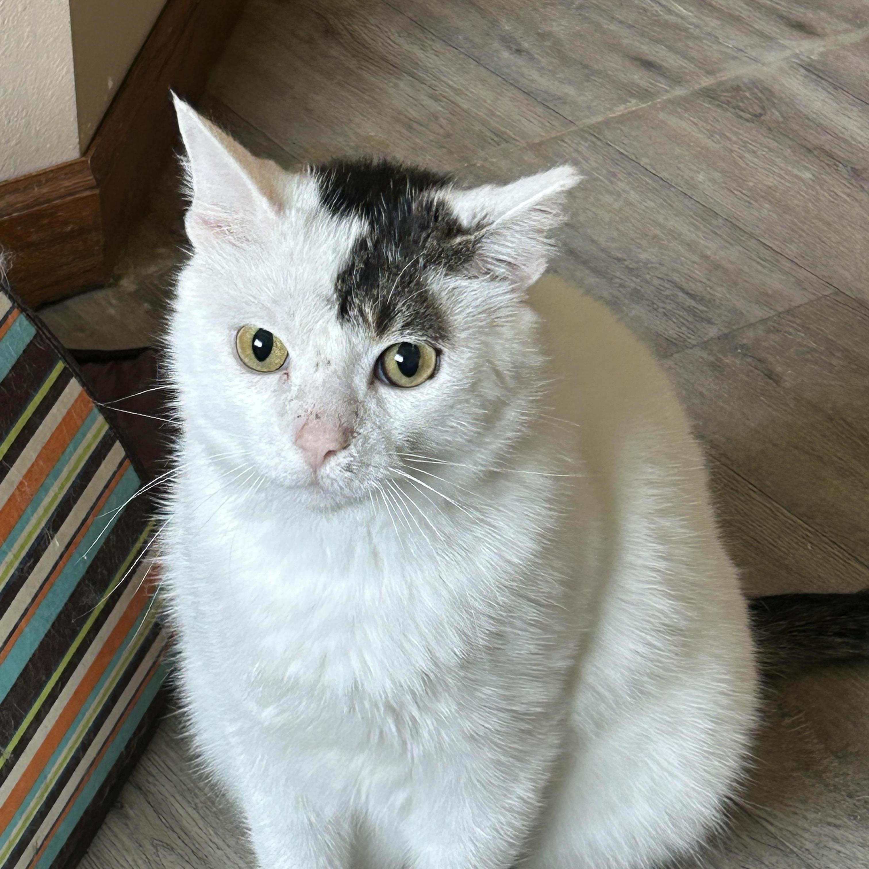 Bb, Adoptable, Adult Male Domestic Short Hair.