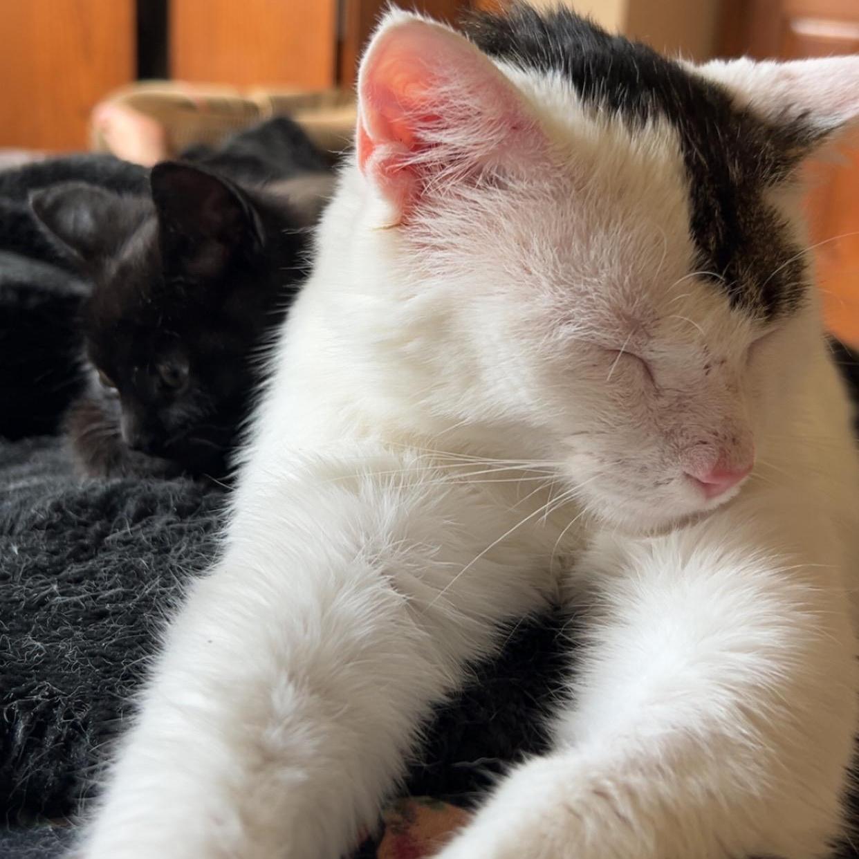 Enlarge Bb, a Adoptable Domestic Short Hair in Rice, MN image 2/6