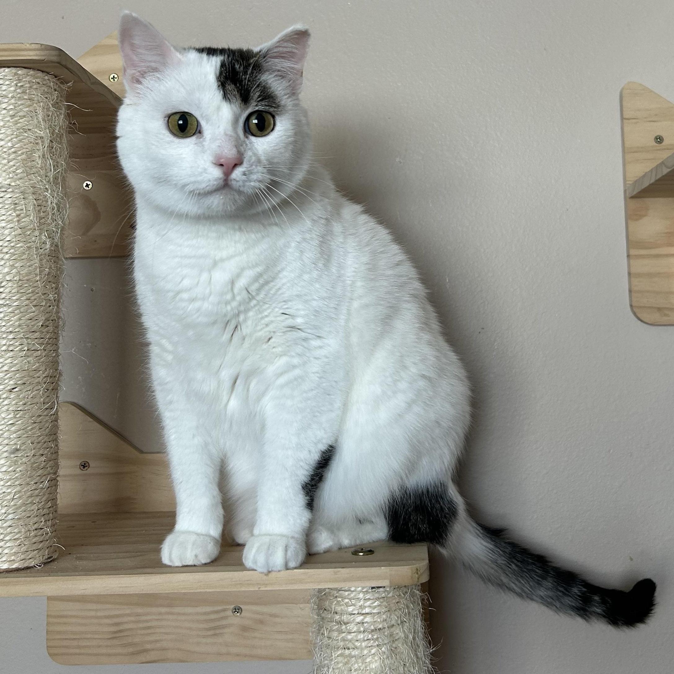 Enlarge Bb, a Adoptable Domestic Short Hair in Rice, MN image 3/6