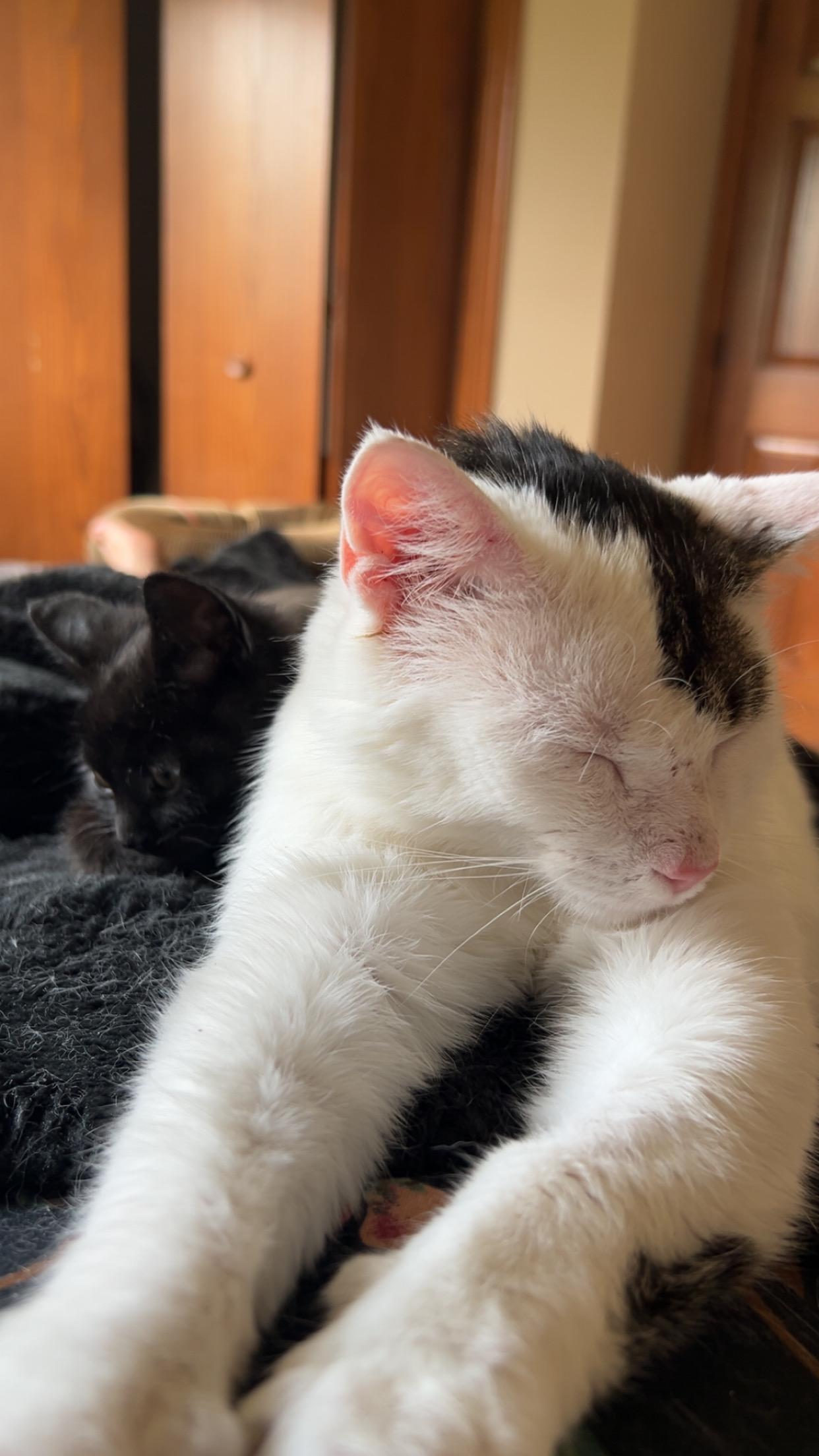 BB, a Adoptable Domestic Short Hair in Rice, MN image 3/6