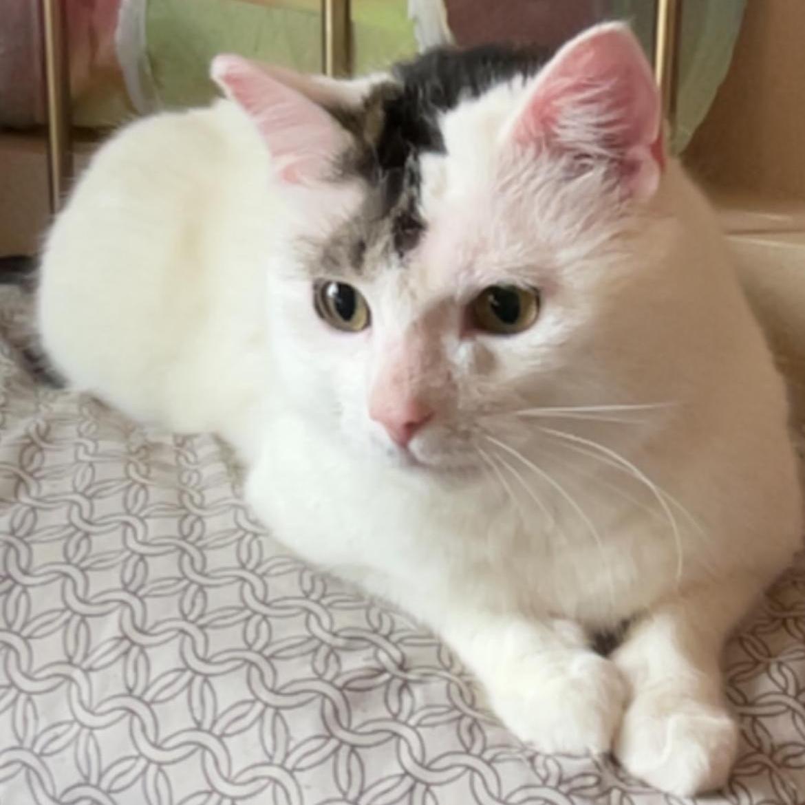 Enlarge Bb, a Adoptable Domestic Short Hair in Rice, MN image 5/6