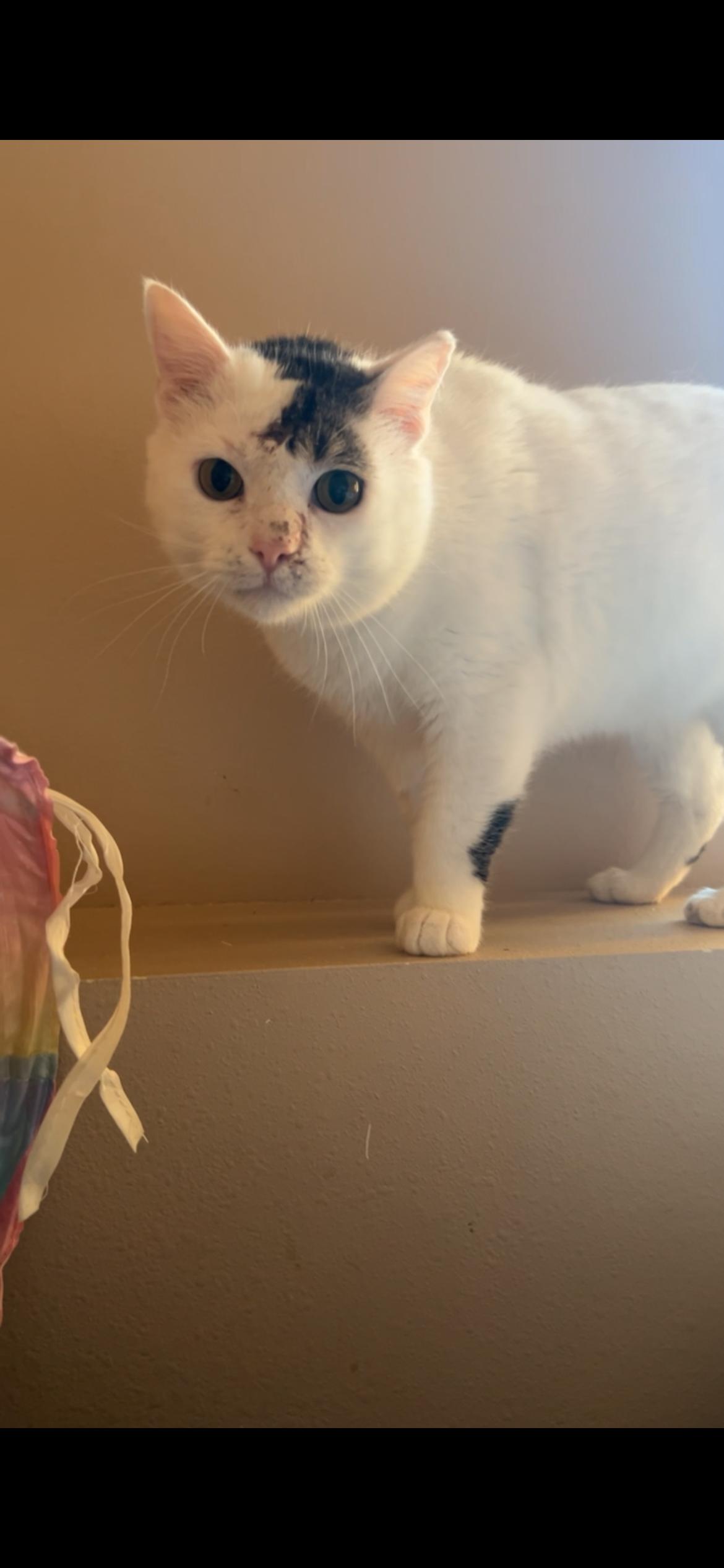 BB, an adoptable Domestic Short Hair in Rice, MN, 56367 | Photo Image 6